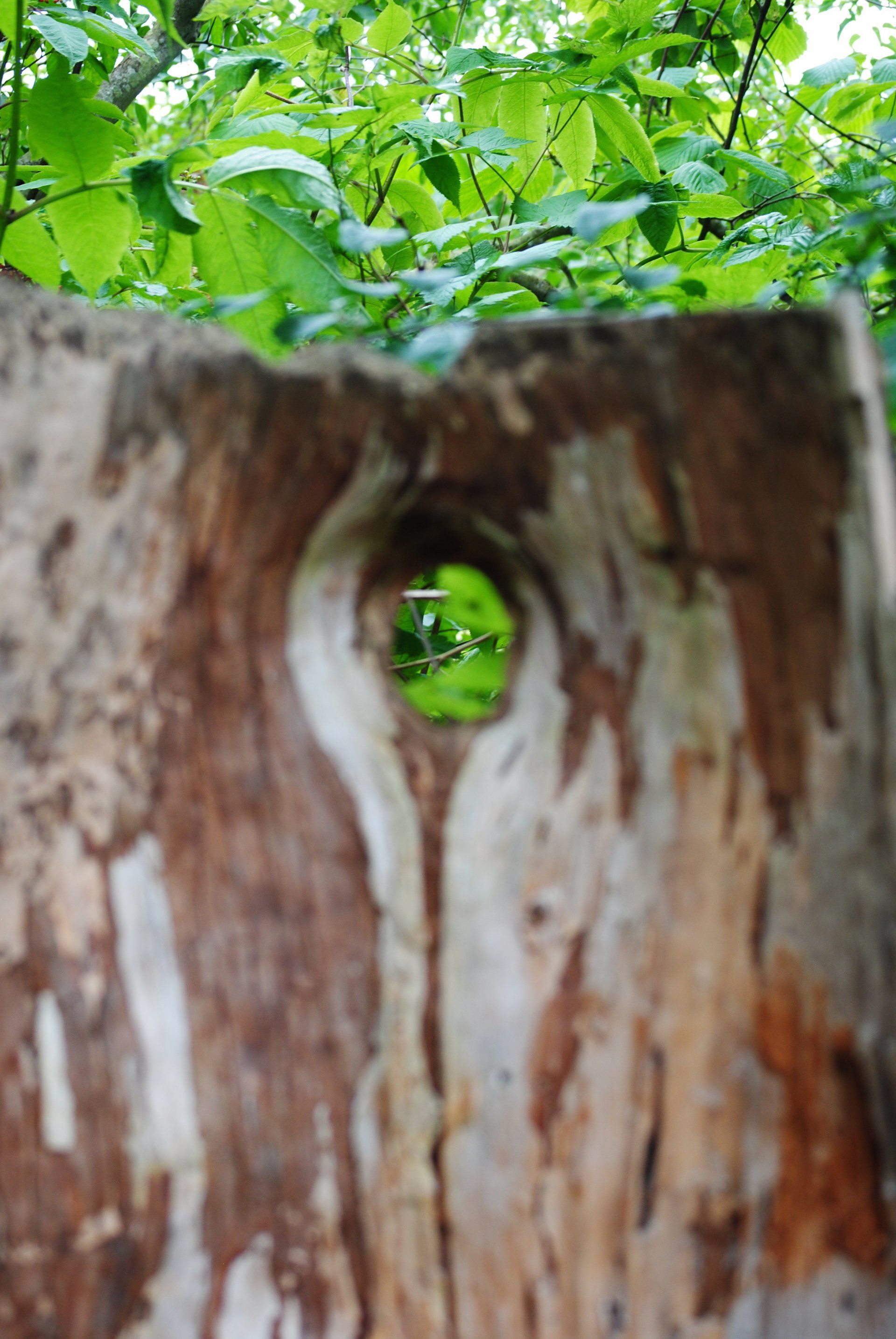 A tree trunk with a hole in the middle of it.