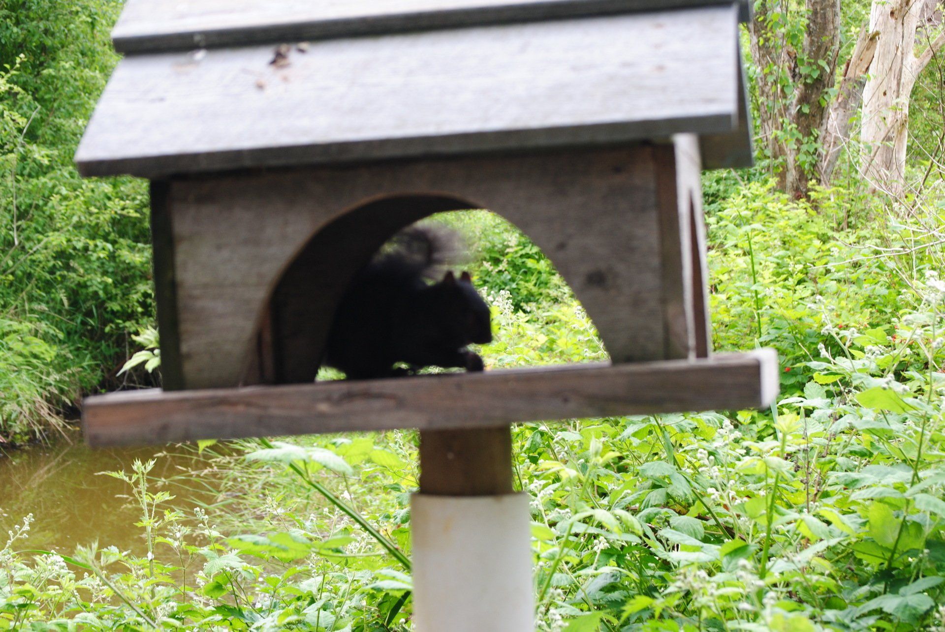 A squirrel is sitting in a bird feeder in the woods.