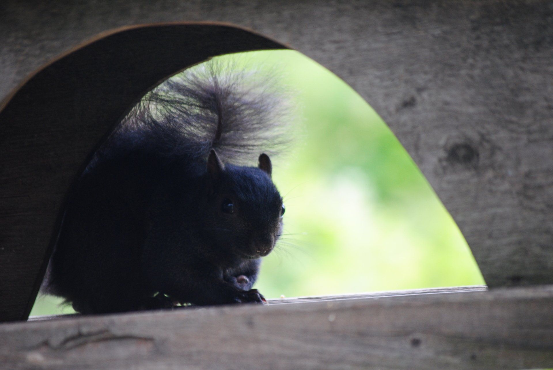 A black squirrel is looking out of a hole in a tree.
