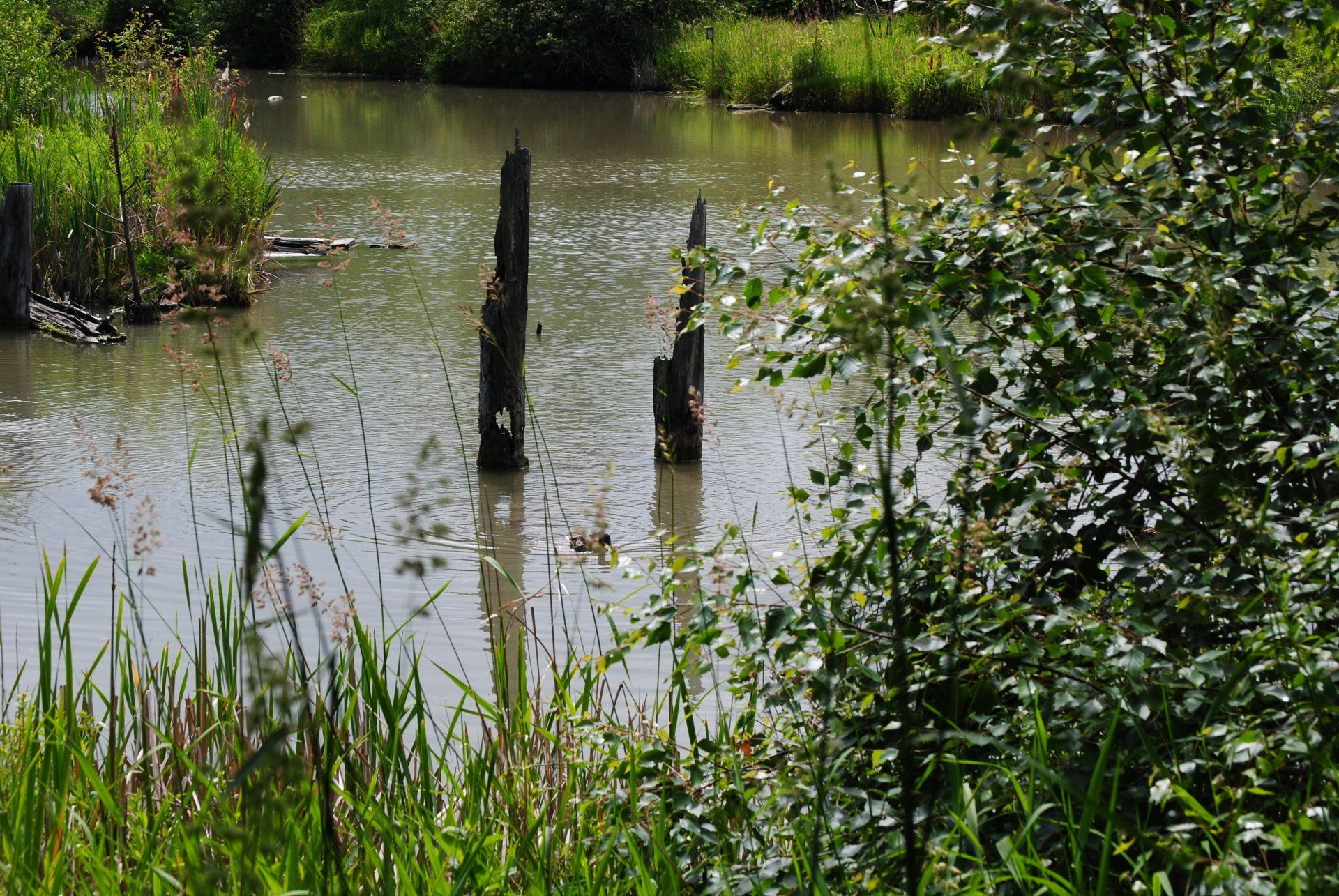 A duck is swimming in a pond surrounded by tall grass and trees.