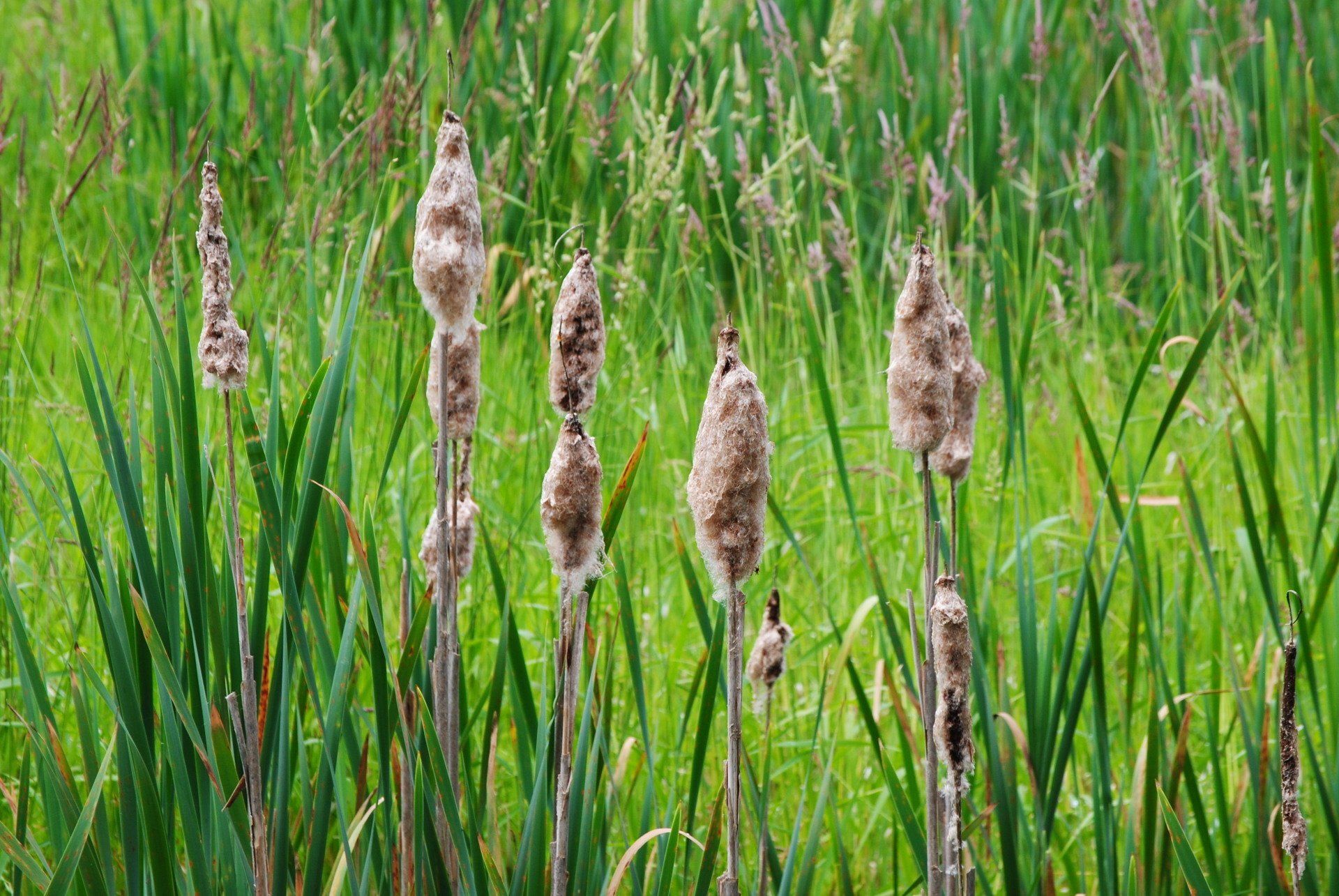 A bunch of tall grass growing in a field.