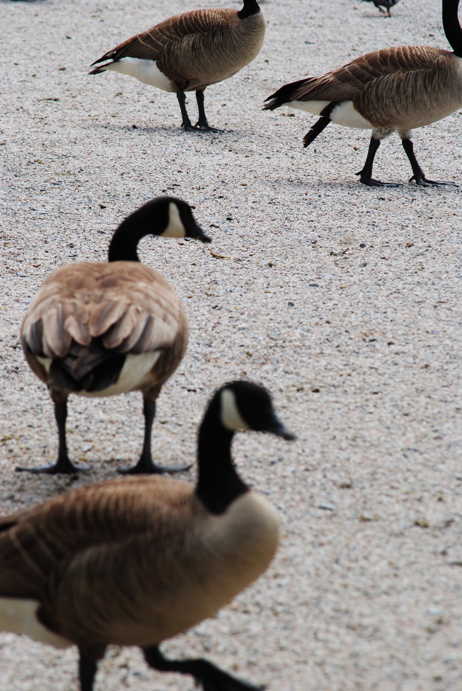 A group of geese standing on a gravel road