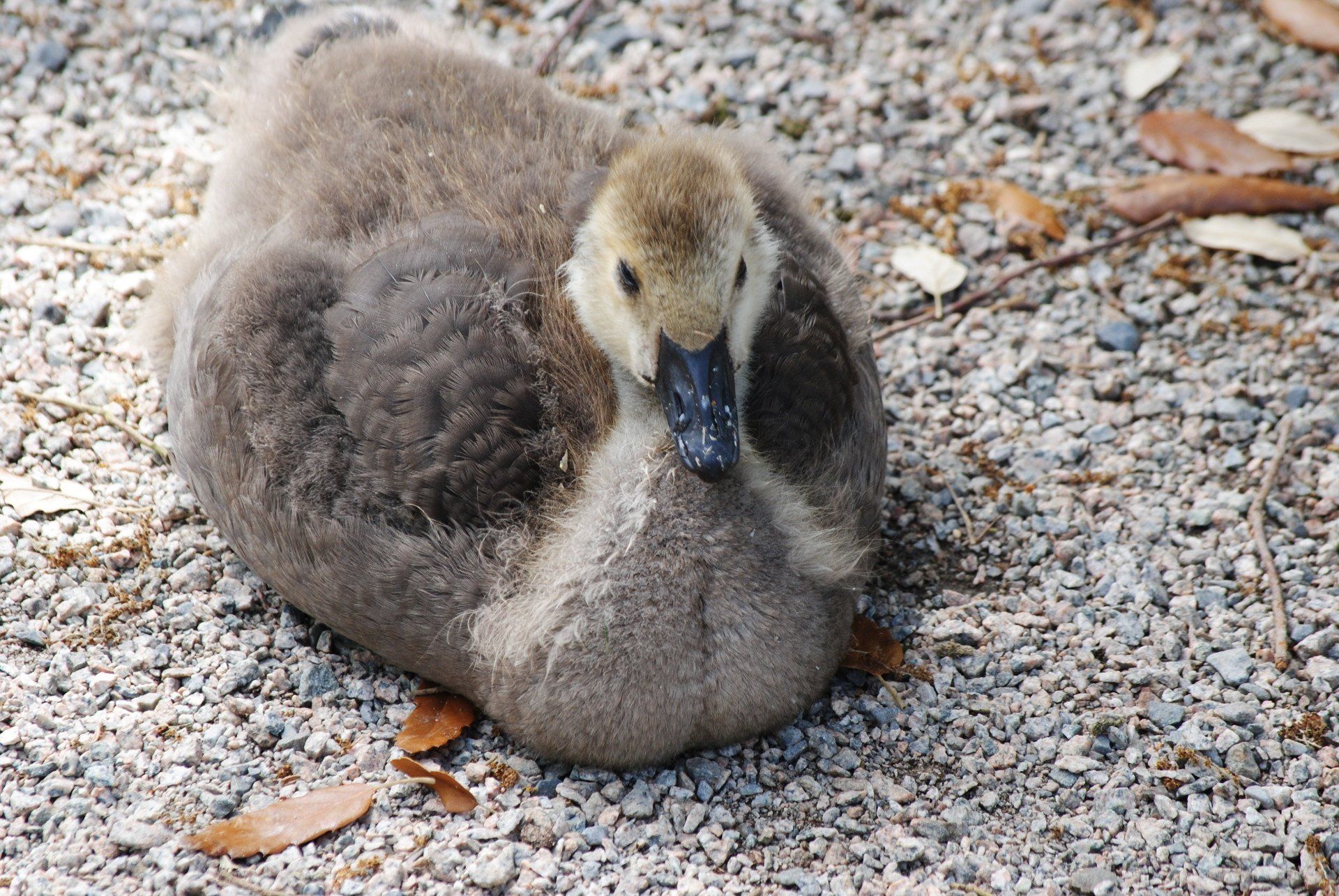A baby duck is sitting on the ground looking at the camera