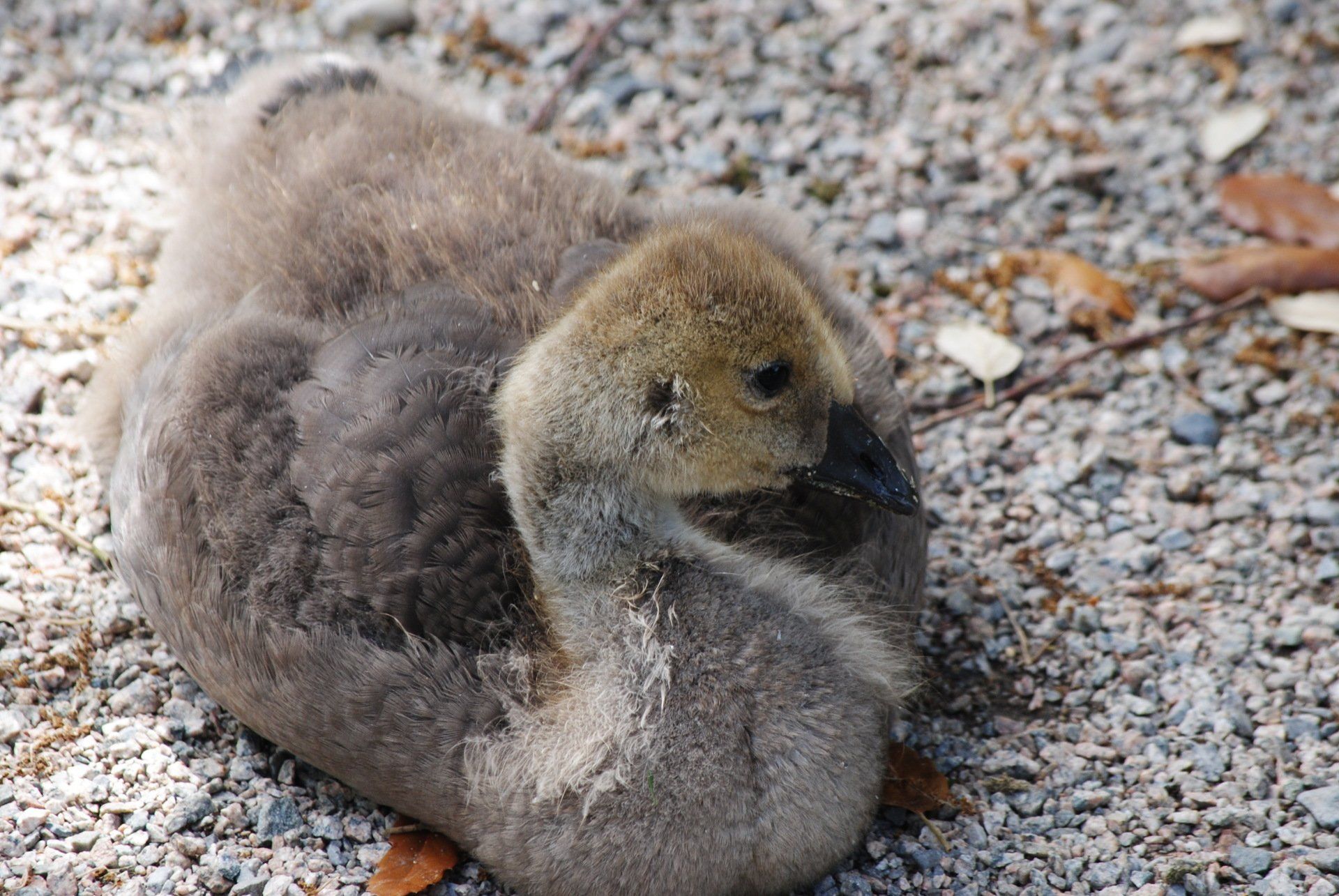 A baby goose is laying on the ground looking at the camera.