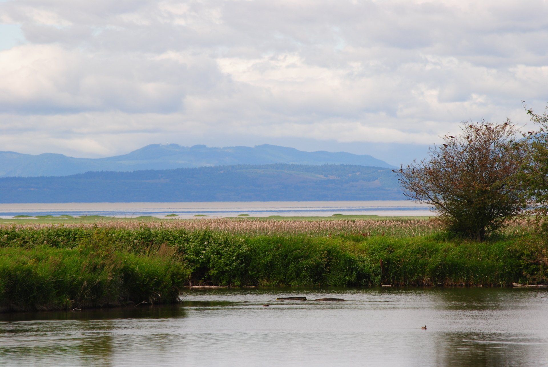 A swamp with mountains in the background and a body of water in the foreground.