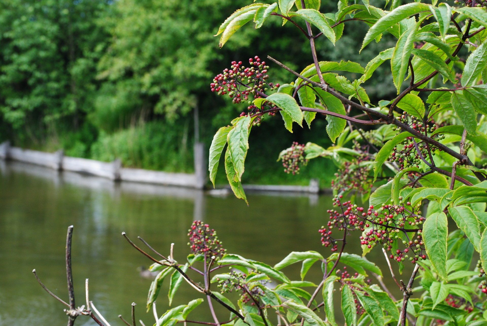 A tree with red berries and green leaves is in front of a body of water.