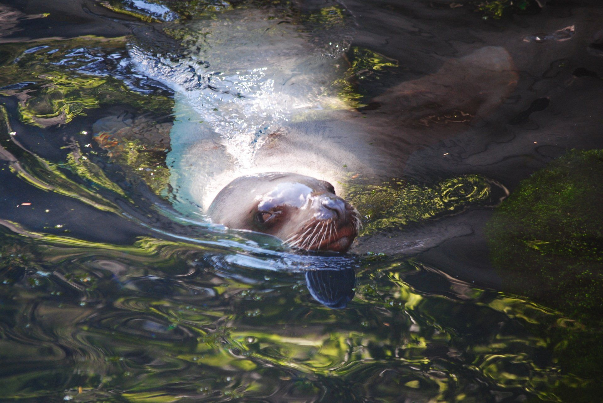 A seal is swimming in the water and looking at the camera.