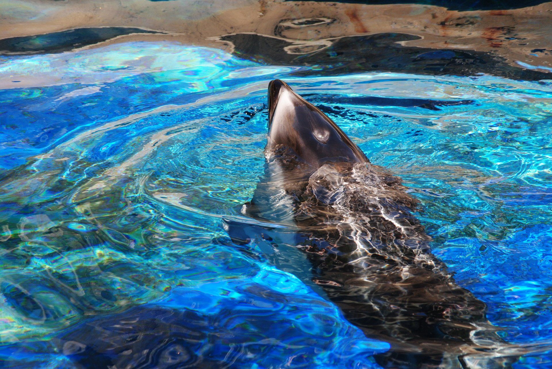 A dolphin is swimming in a pool of blue water.