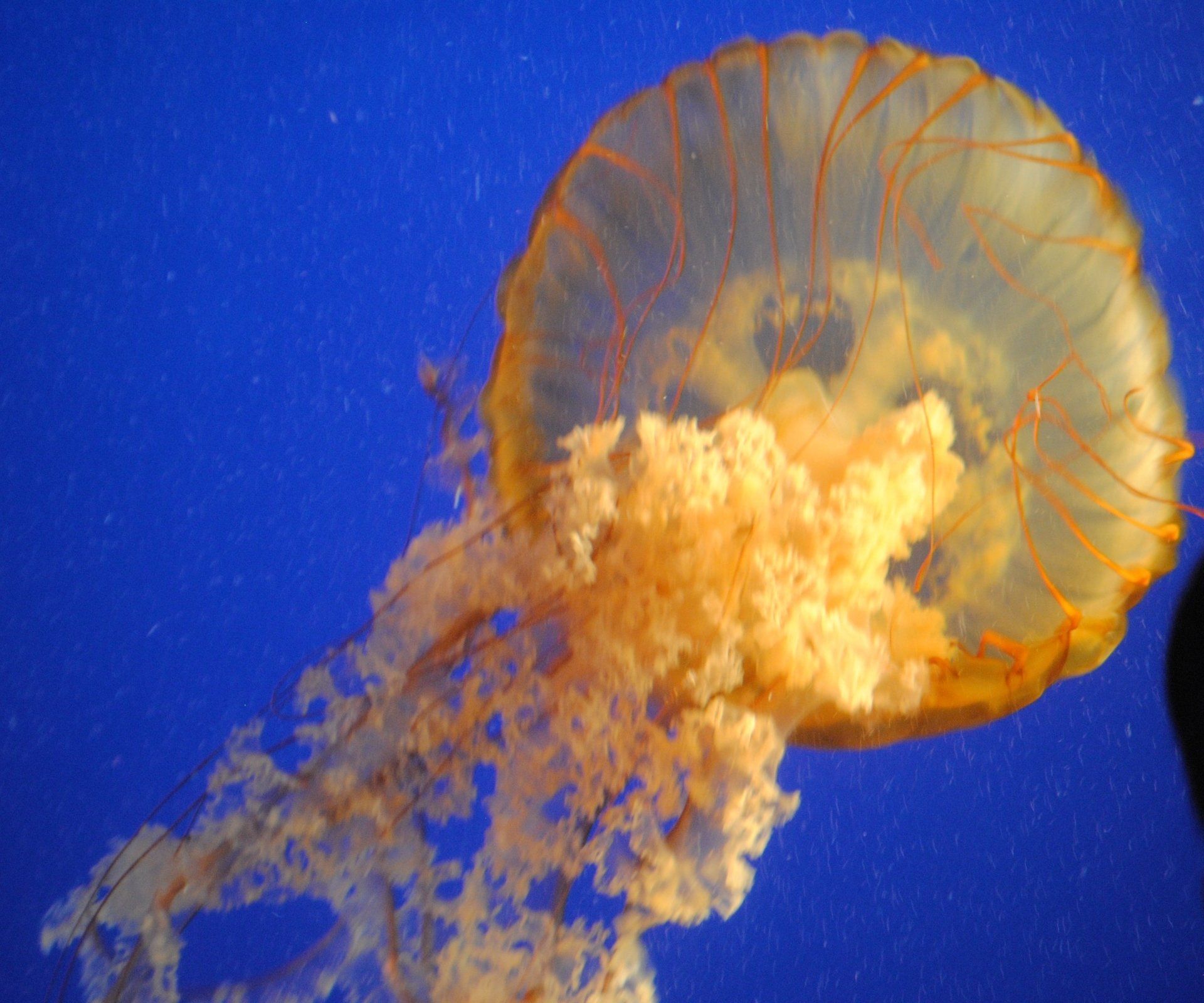 A close up of a jellyfish swimming in the ocean.