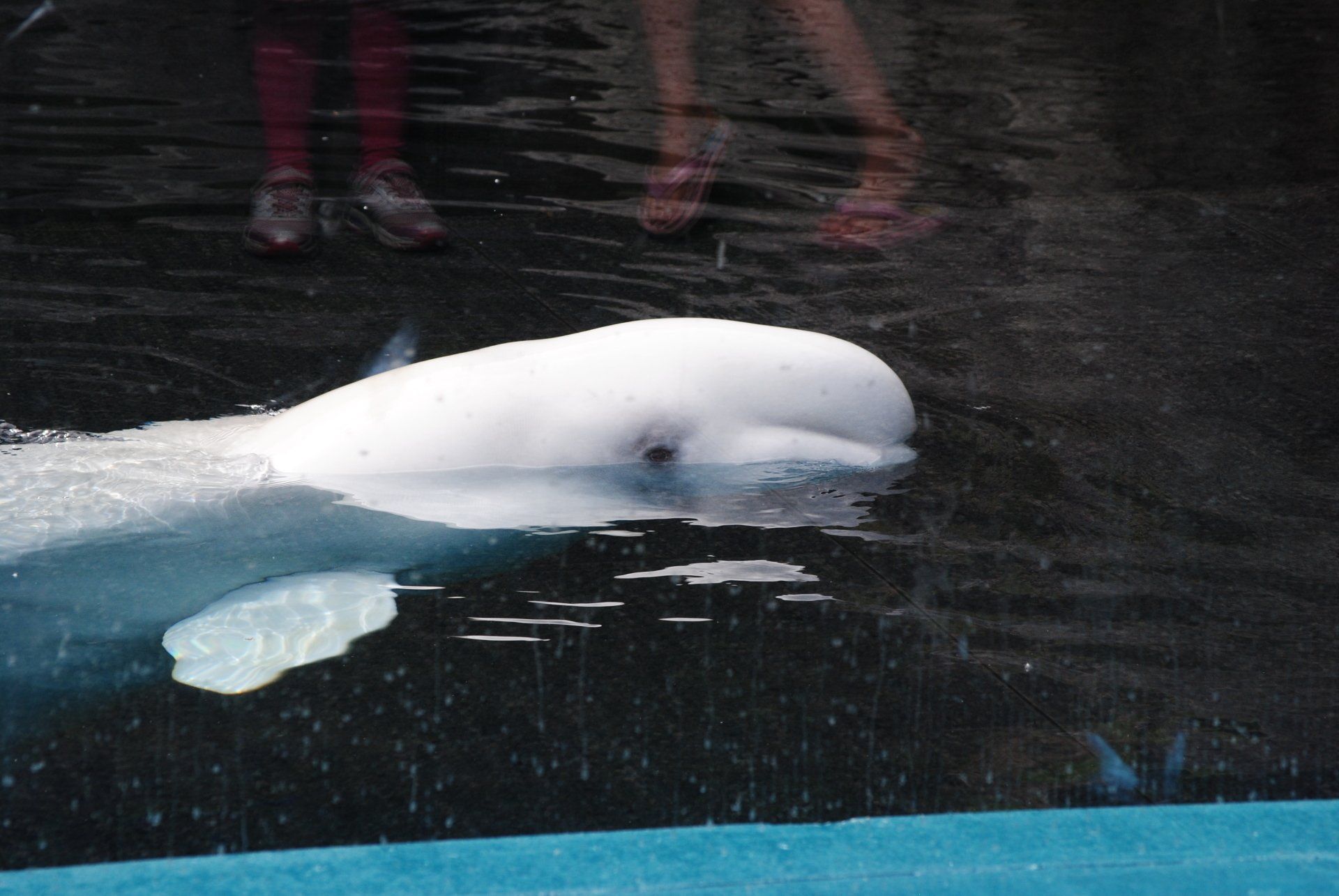 A white whale is swimming in a pool of water