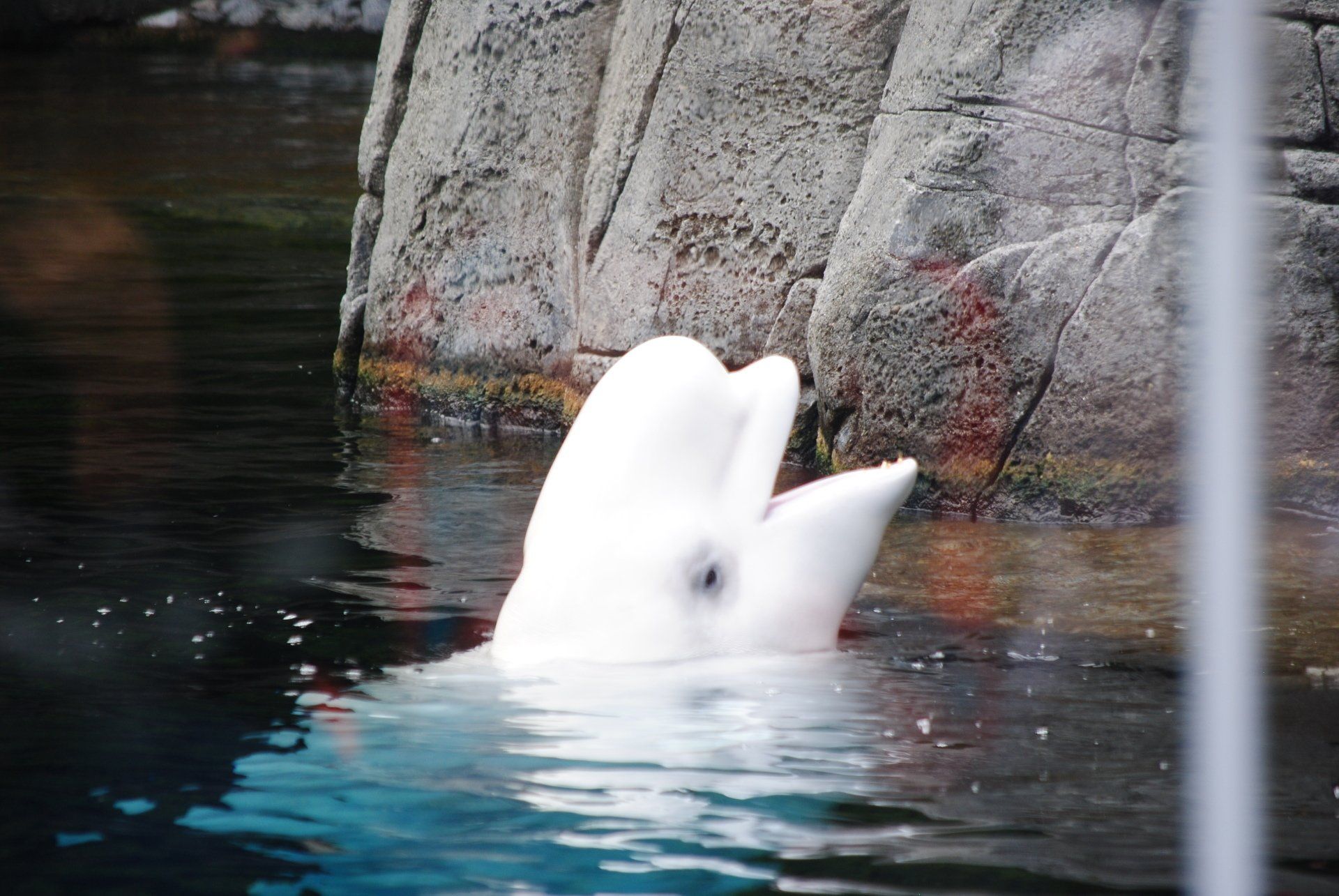 A white dolphin is swimming in the water near a rock