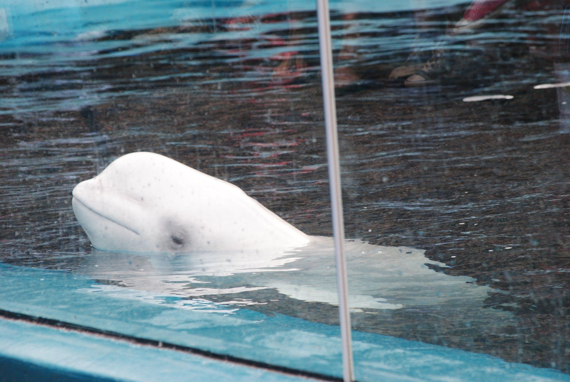 A white whale is swimming in the water behind a glass fence.