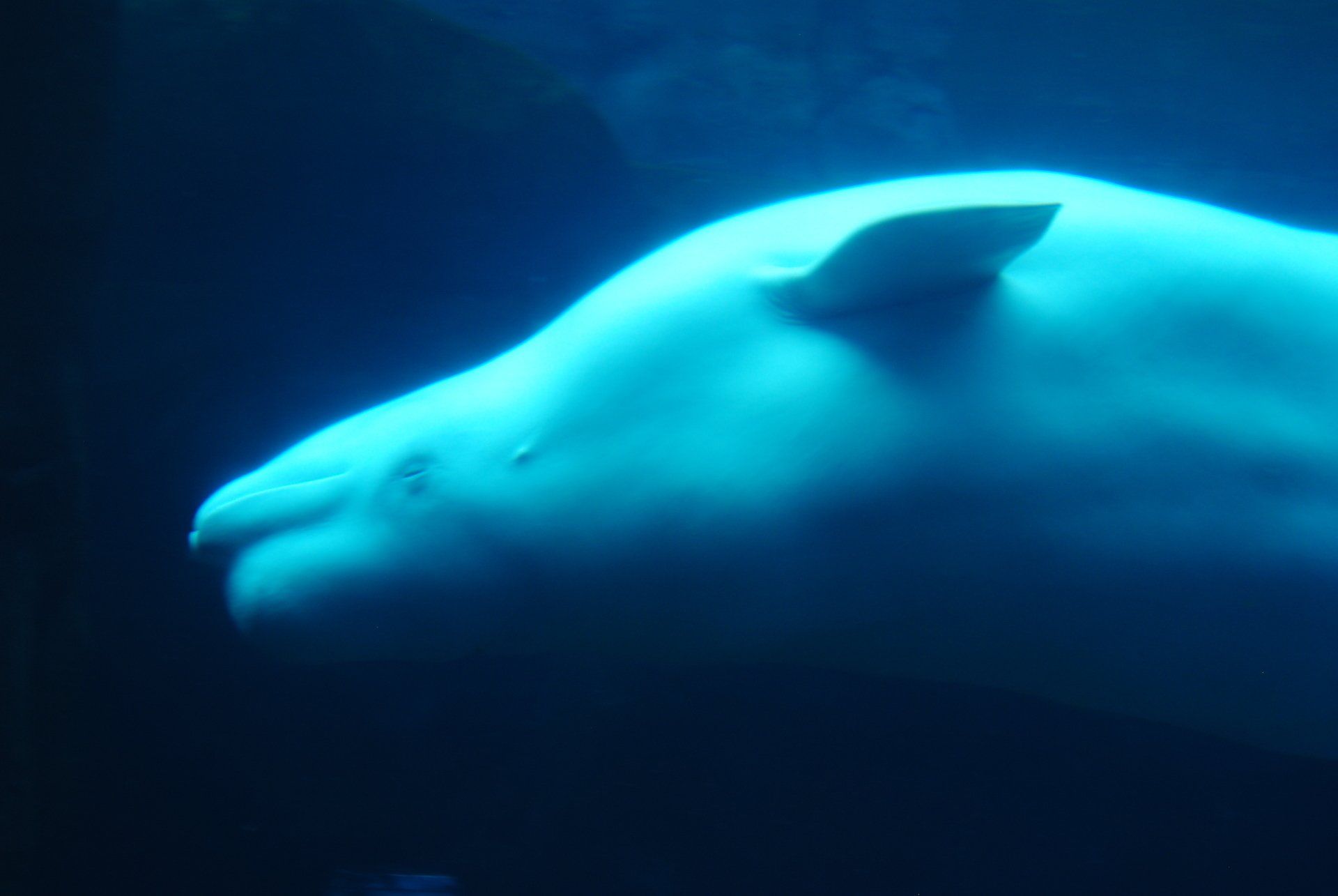A close up of a beluga whale swimming in the ocean.