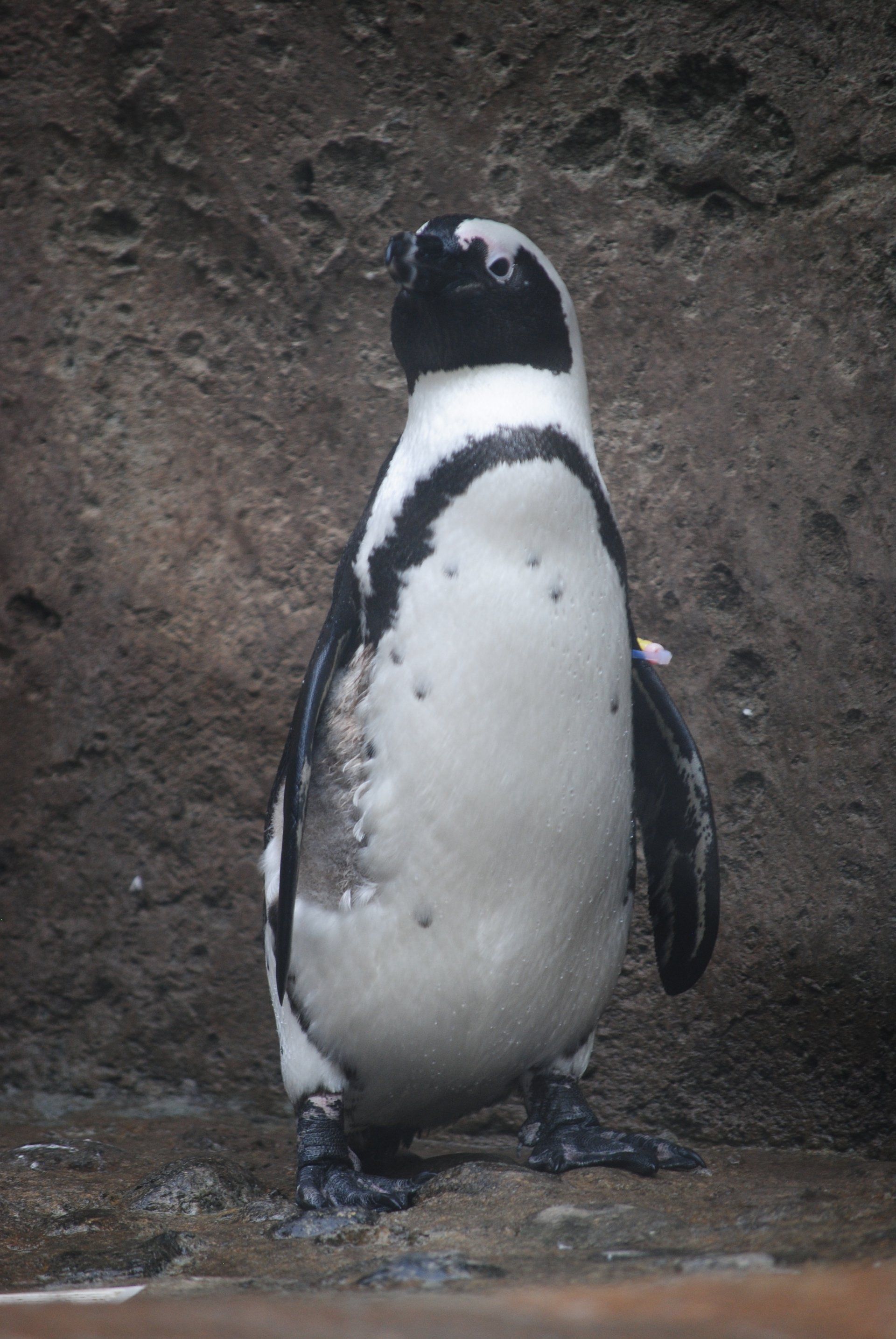 A black and white penguin is standing on a rock.