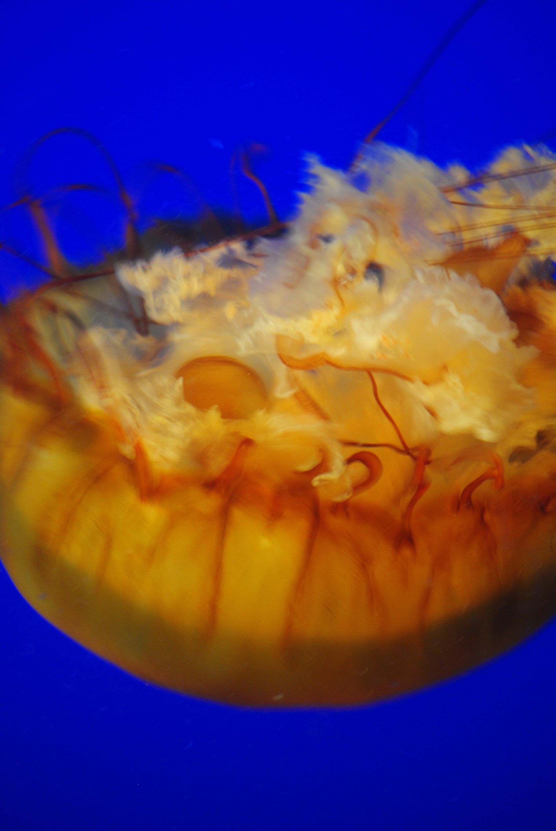 A close up of a jellyfish swimming in the ocean.
