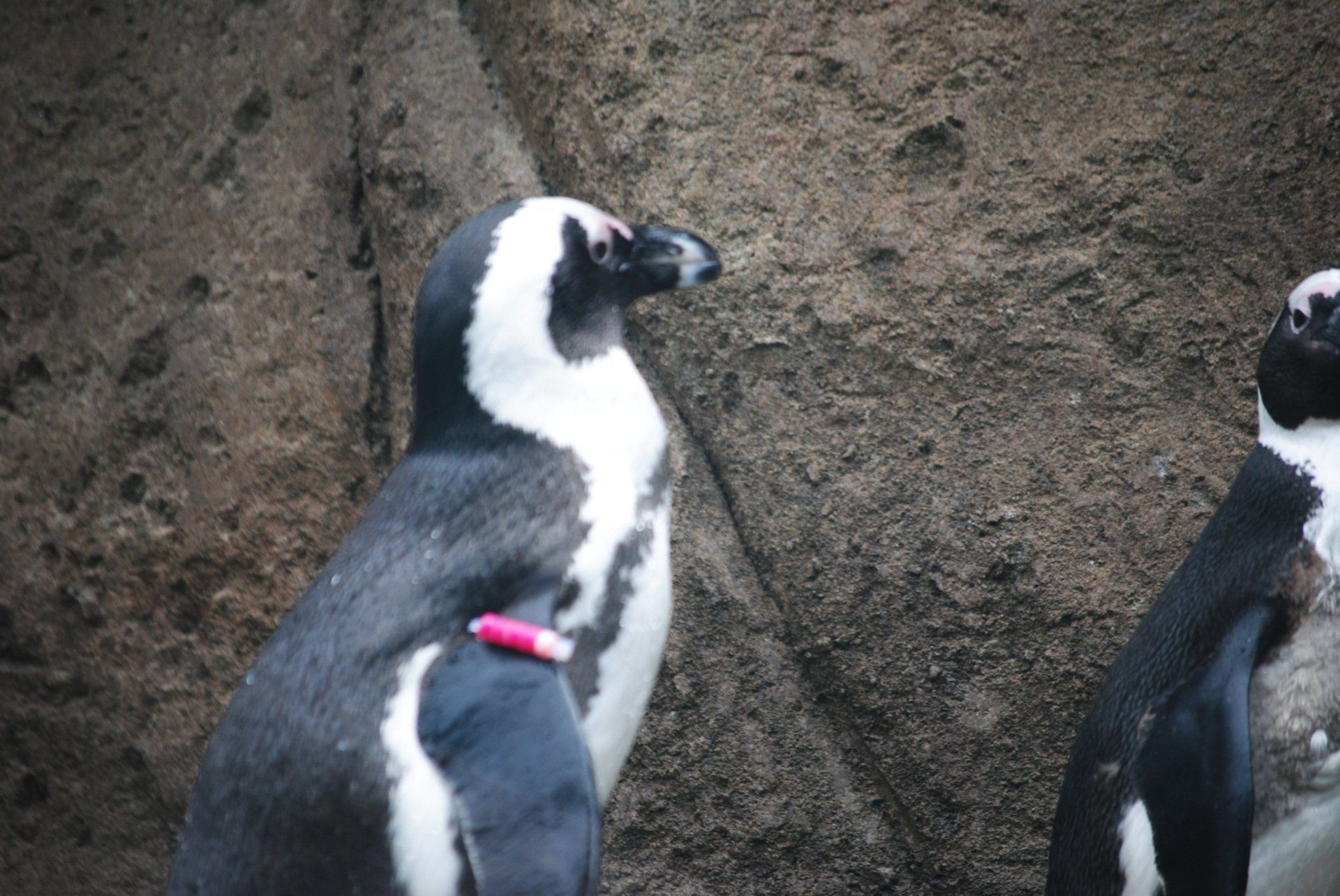 Two black and white penguins are standing next to each other in the dirt.