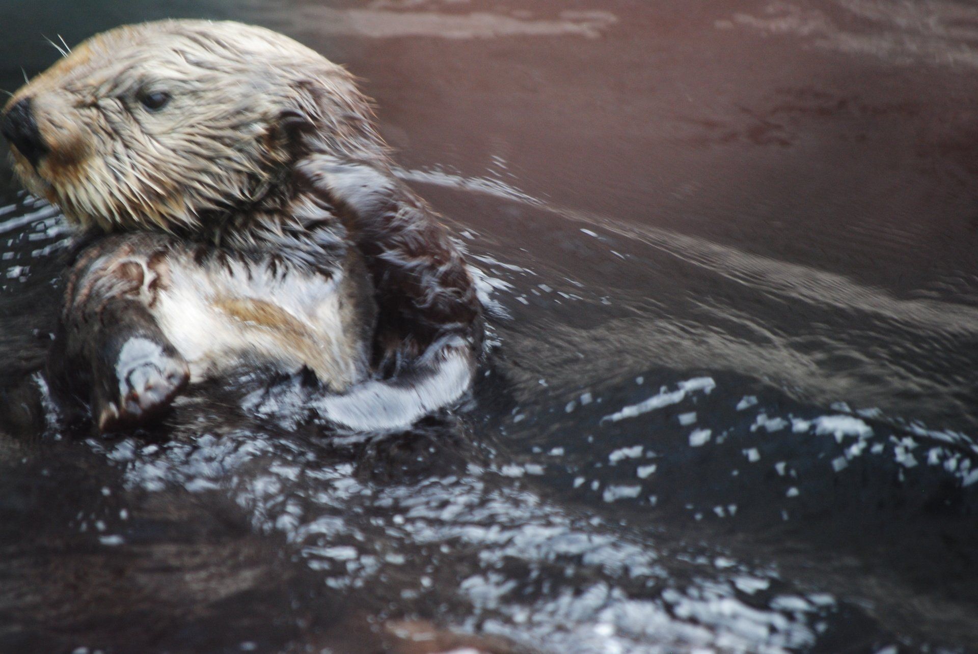A sea otter is swimming in the water.