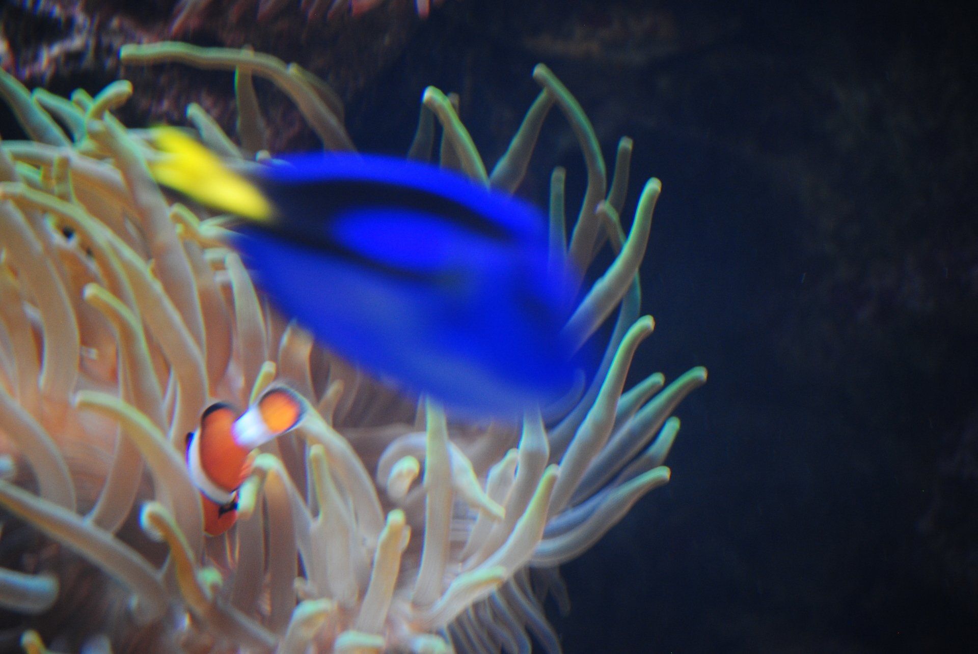 A clown fish and a blue fish are swimming in a coral reef.