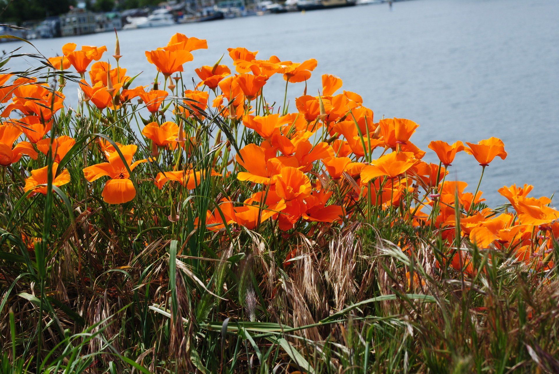 A bunch of orange flowers are growing near a body of water