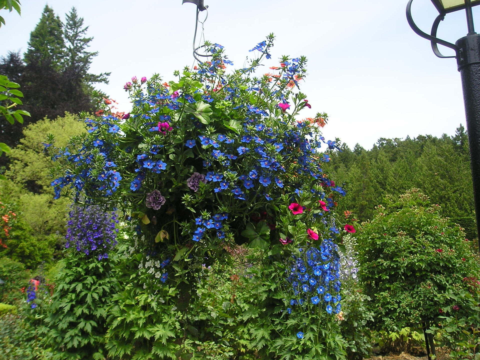 A bunch of flowers hanging from a pole in a garden