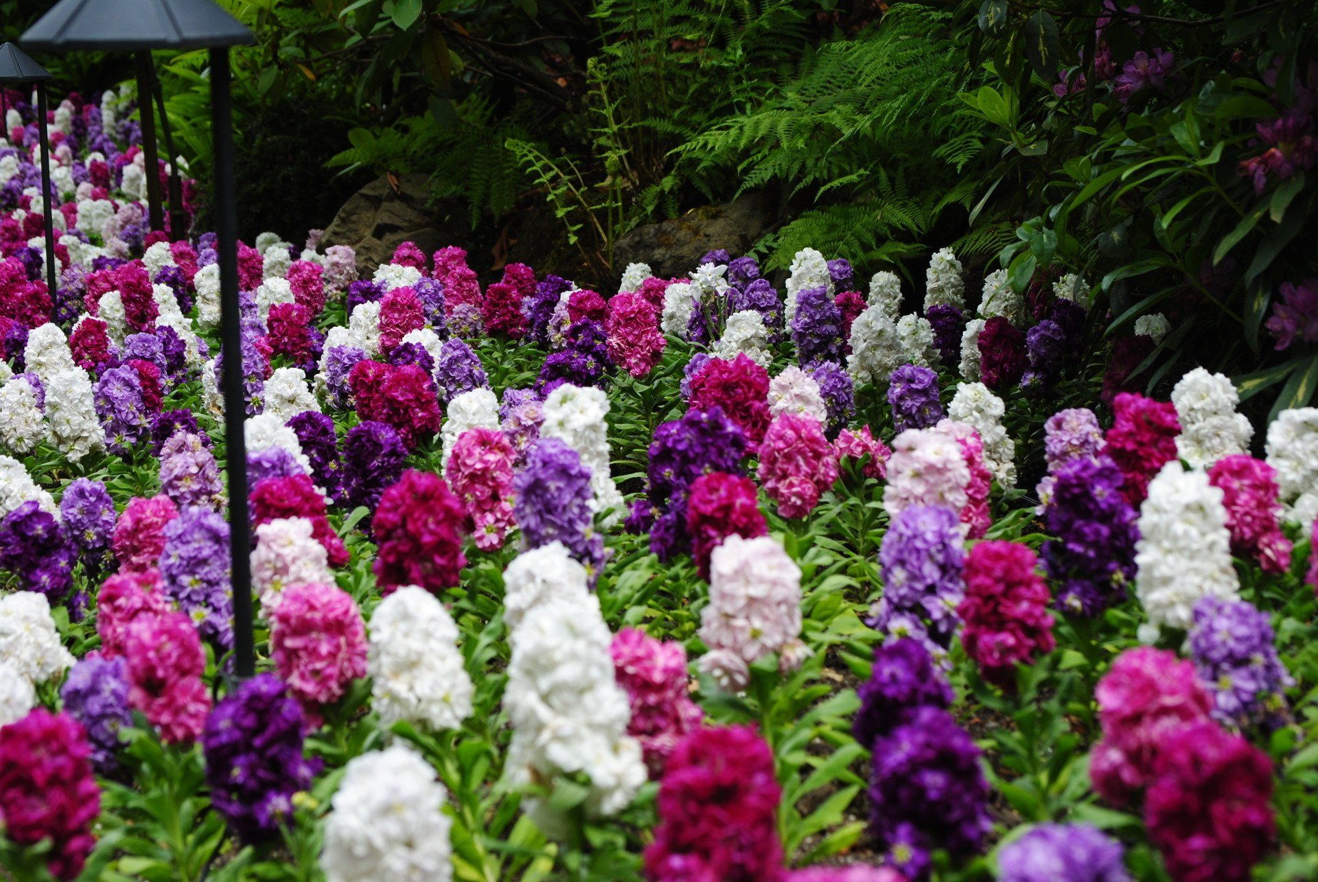 A field of purple and white flowers with a lamp in the background
