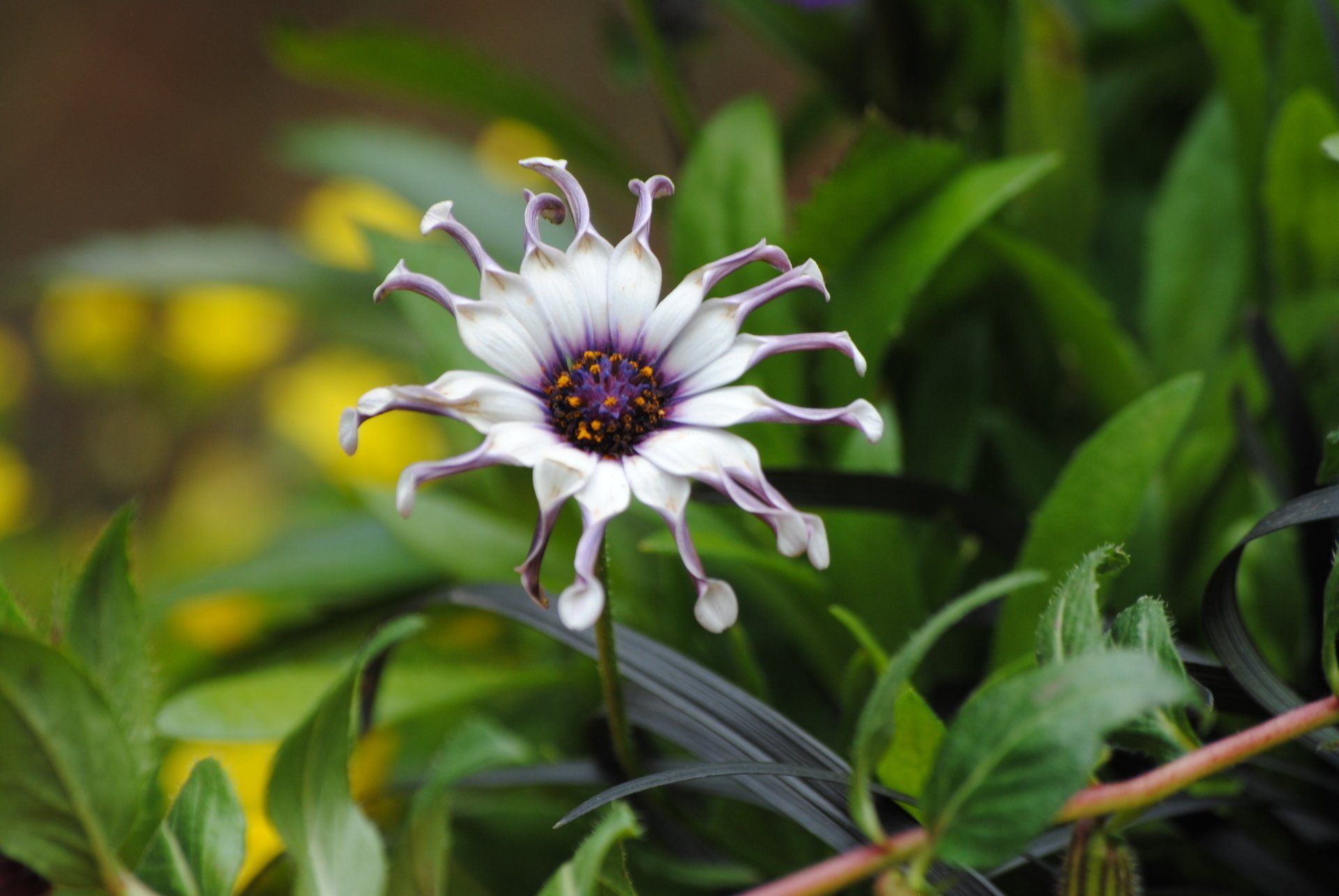 A close up of a white and purple flower with a purple center surrounded by green leaves.