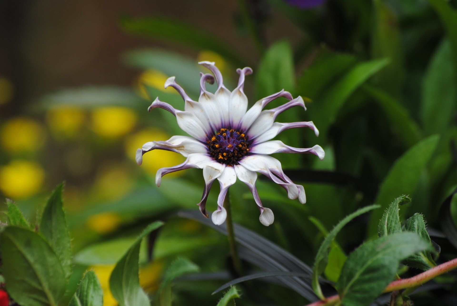 A white flower with a purple center is surrounded by green leaves.