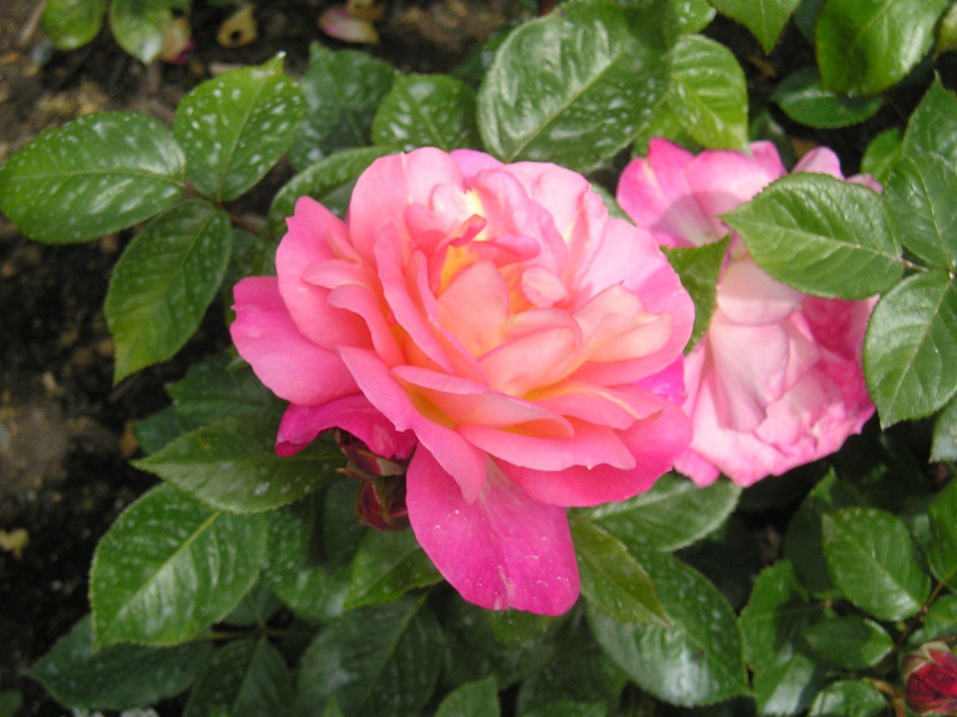 A close up of a pink rose surrounded by green leaves