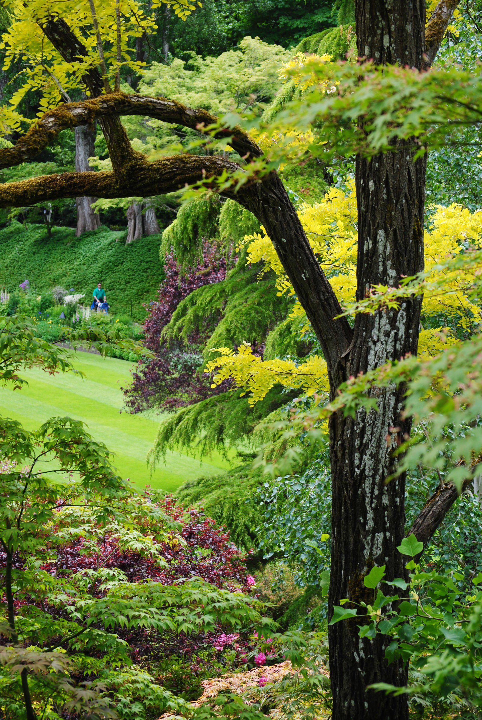 A tree in a garden with lots of trees and flowers