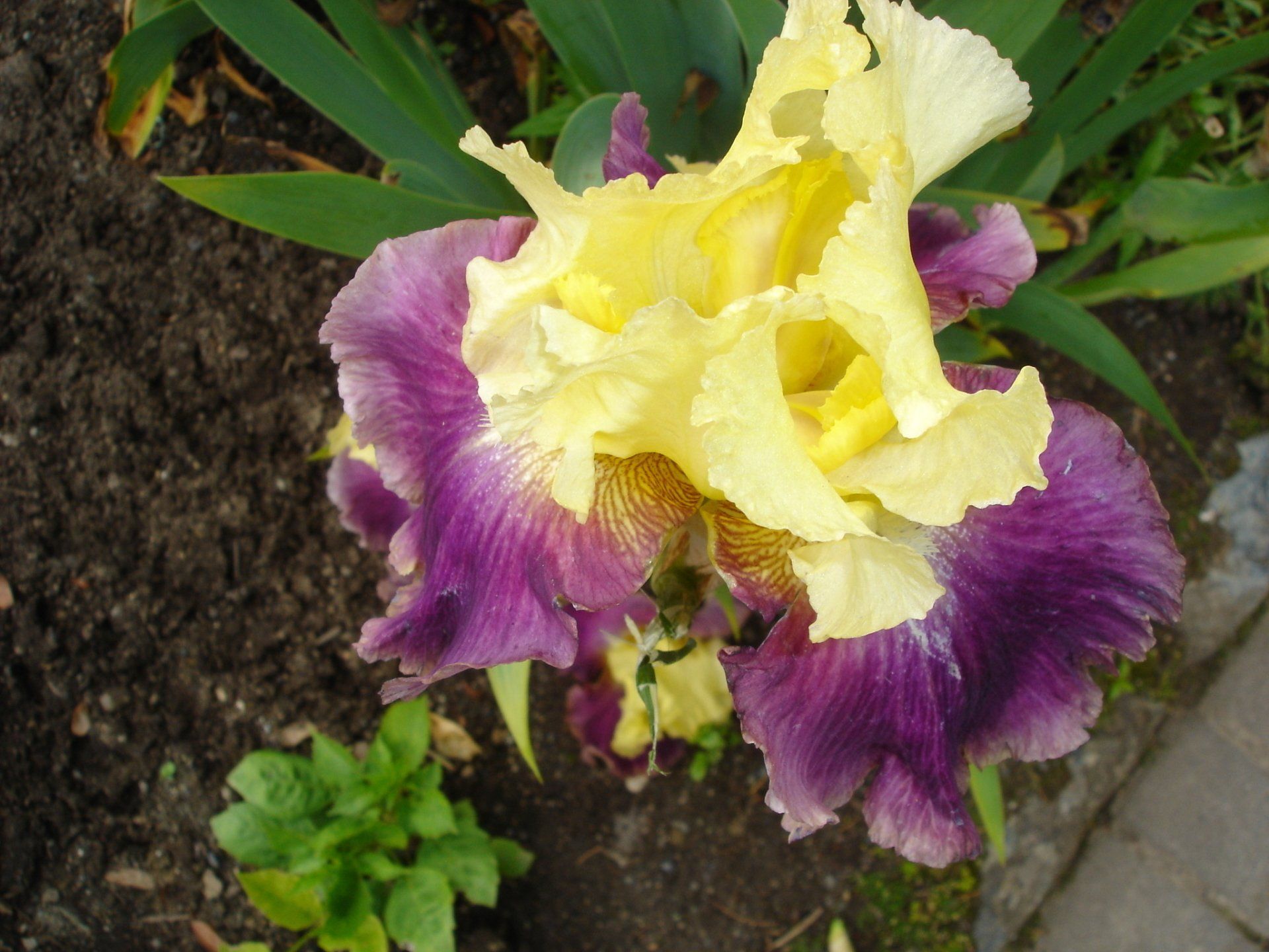 A close up of a purple and yellow flower in a garden