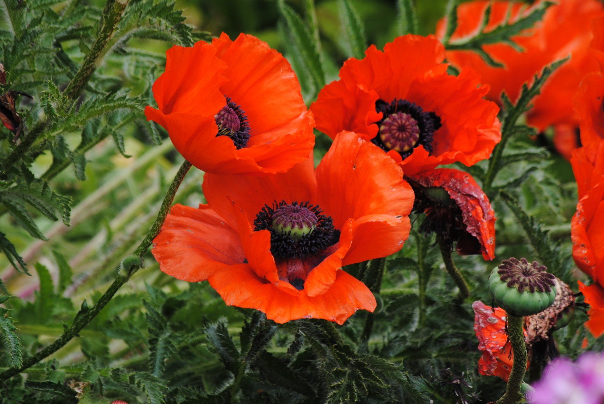 A group of red poppies are growing in a garden.