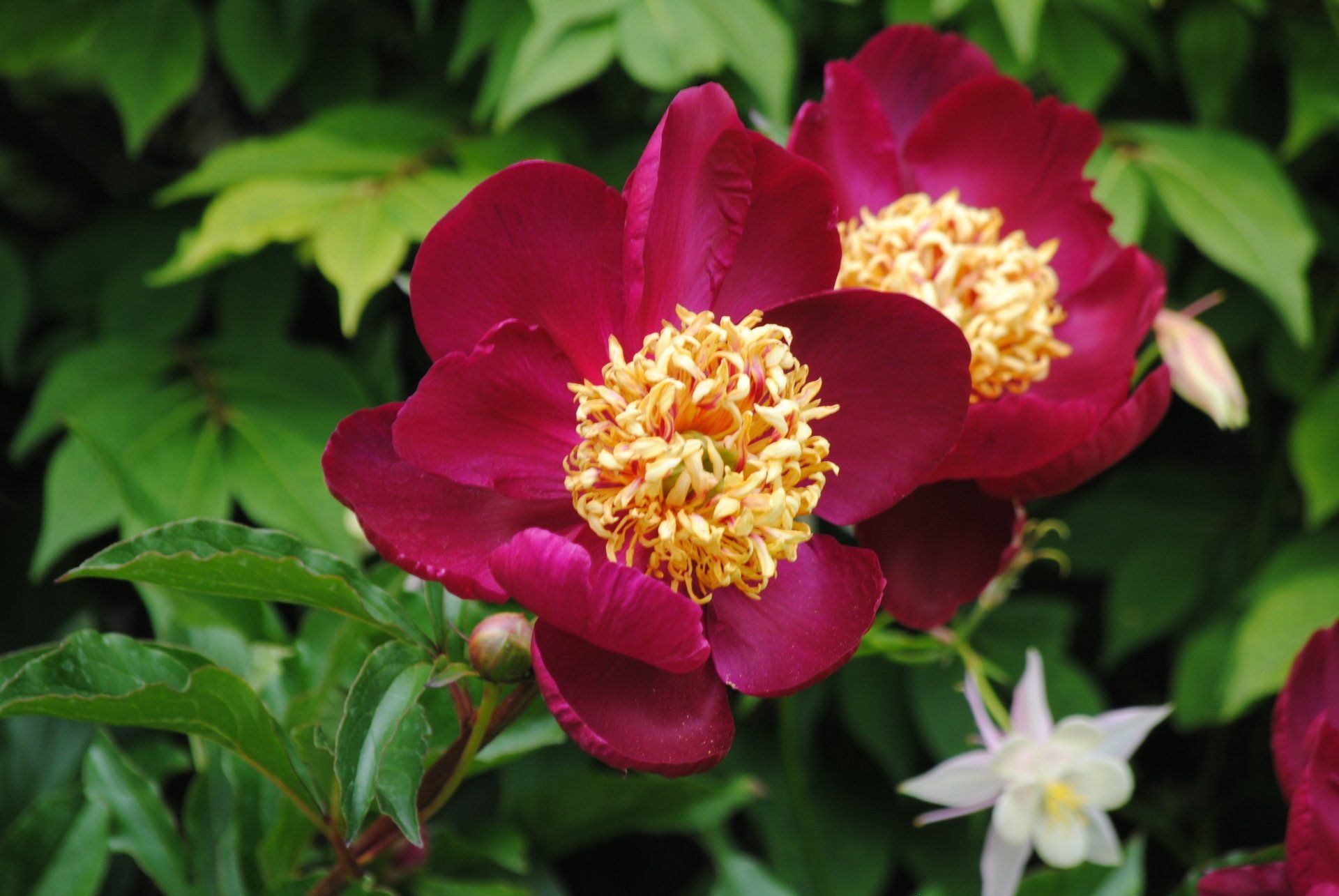 A close up of a purple flower with a yellow center