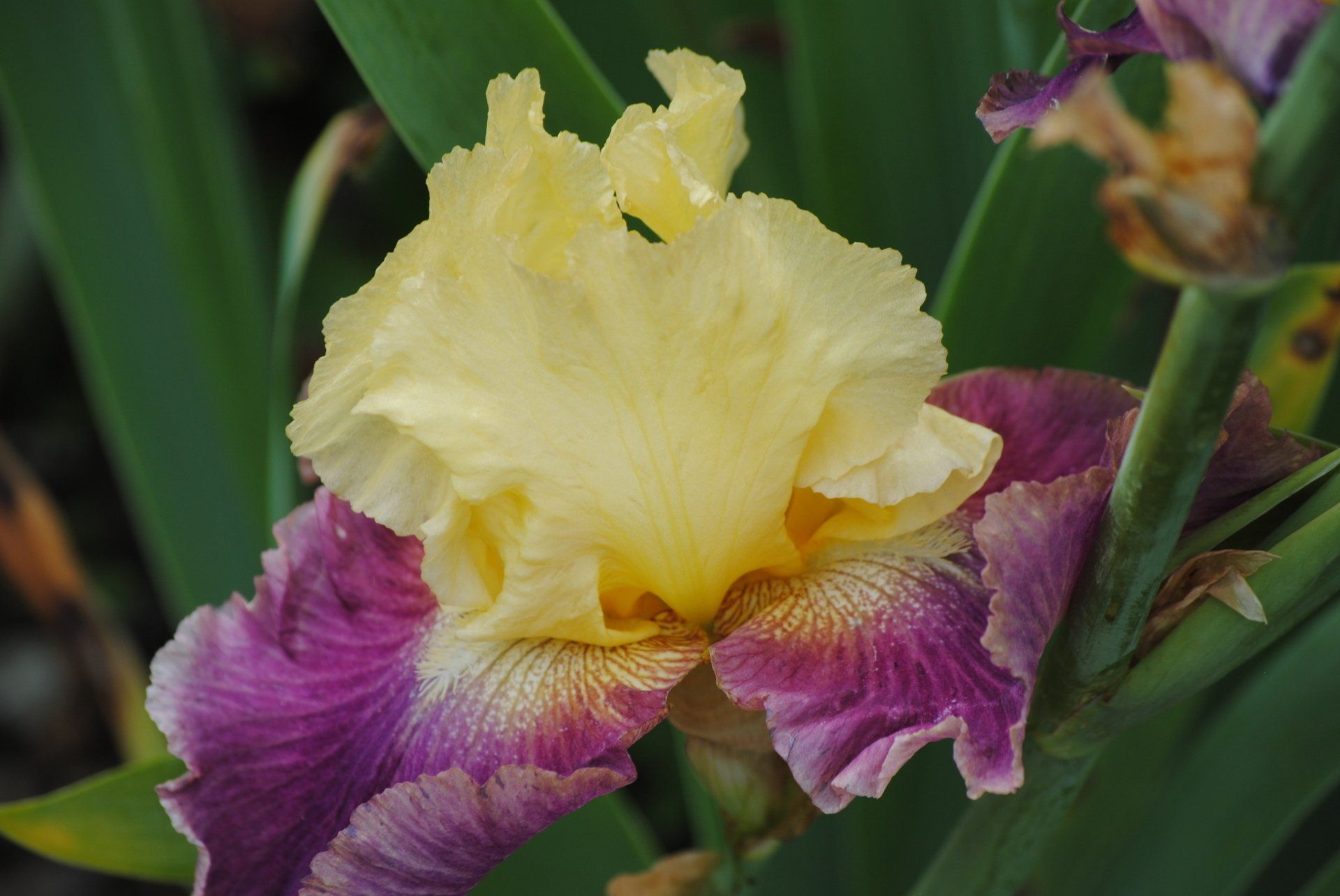 A close up of a yellow and purple flower