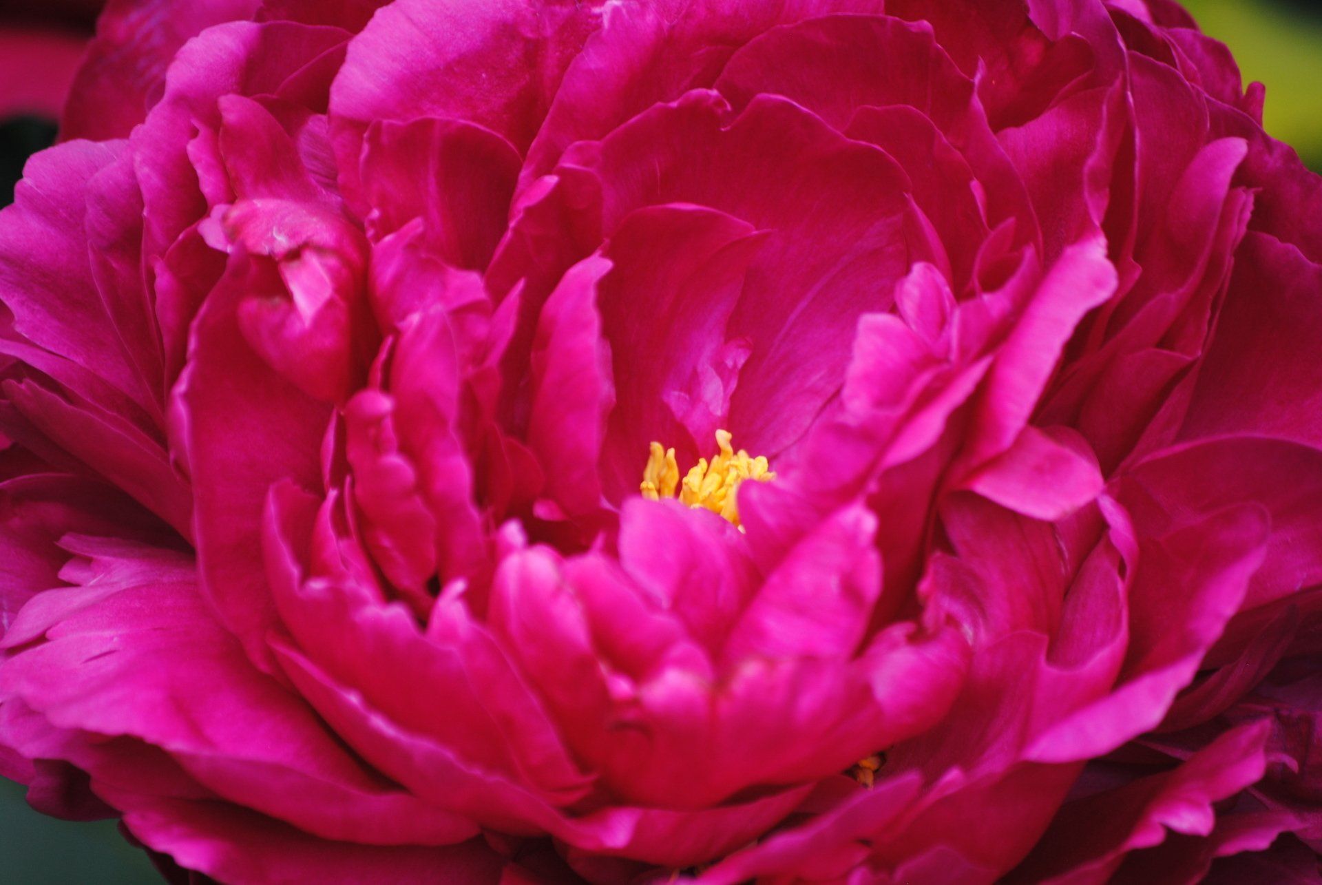 A close up of a pink flower with a yellow center.