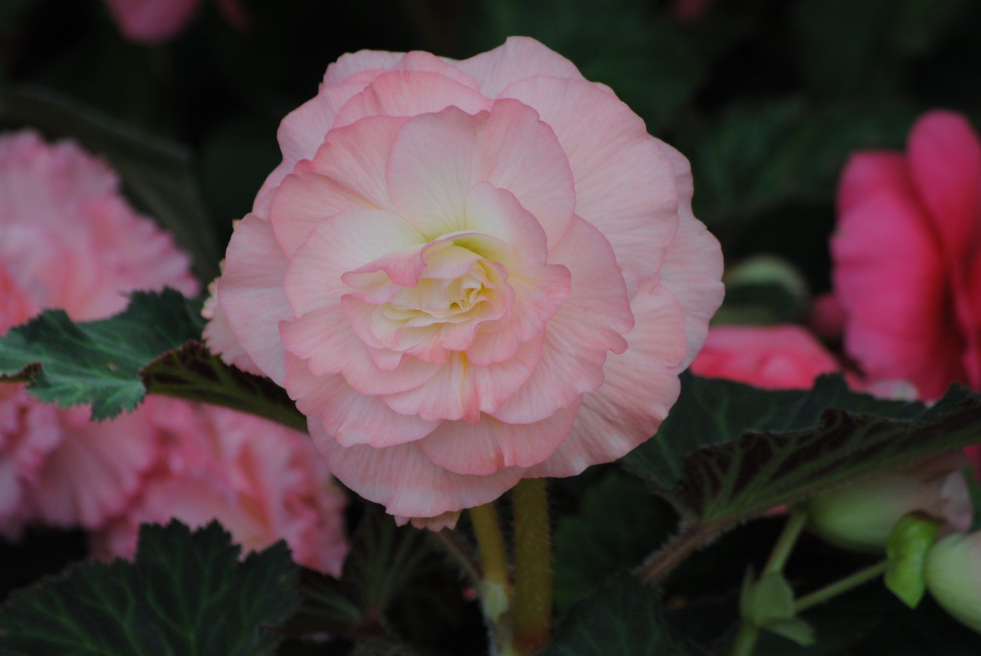 A close up of a pink flower with a yellow center