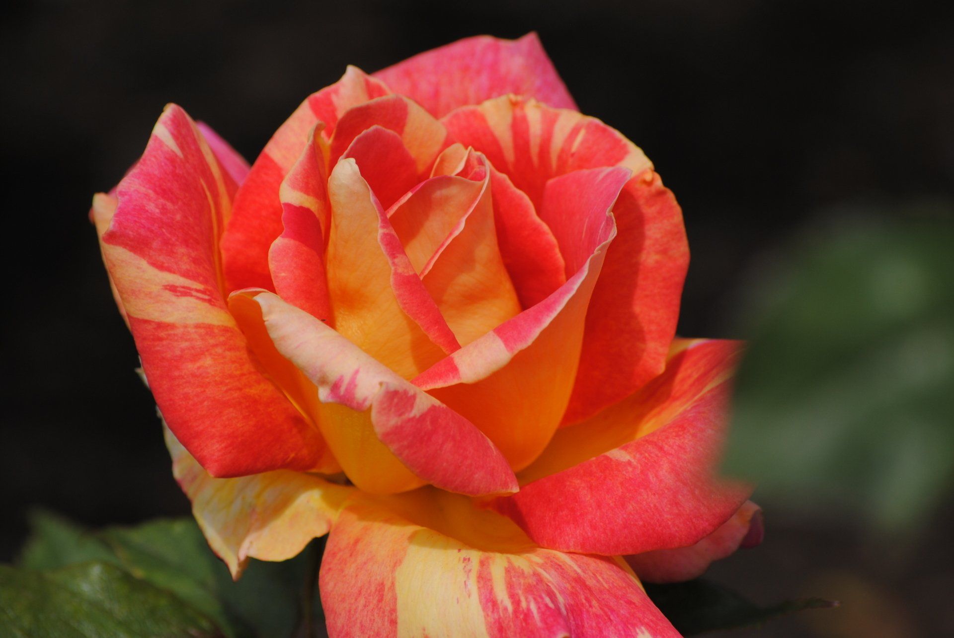 A close up of a pink and yellow rose with a black background.