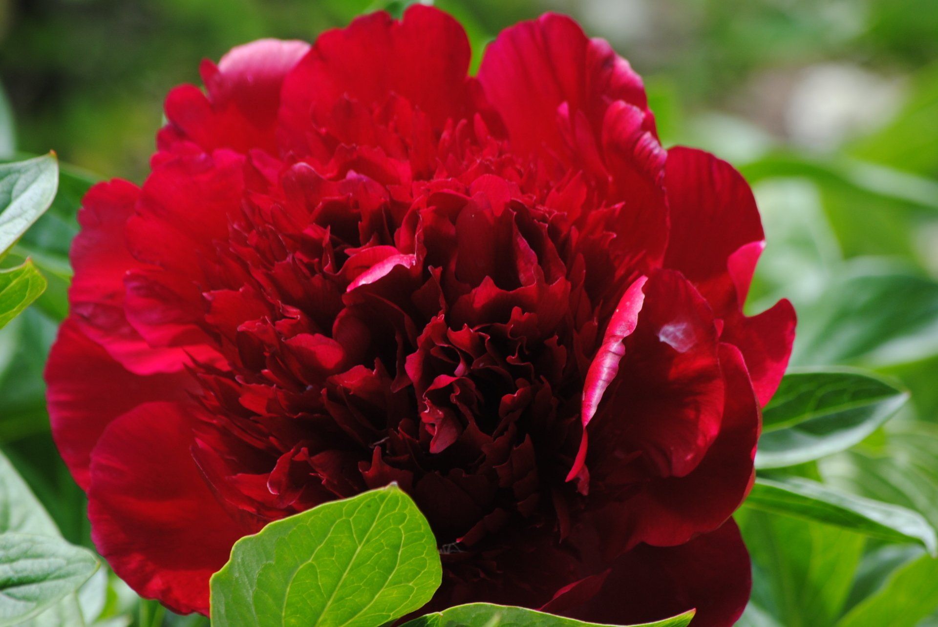 A close up of a red flower with green leaves in the background