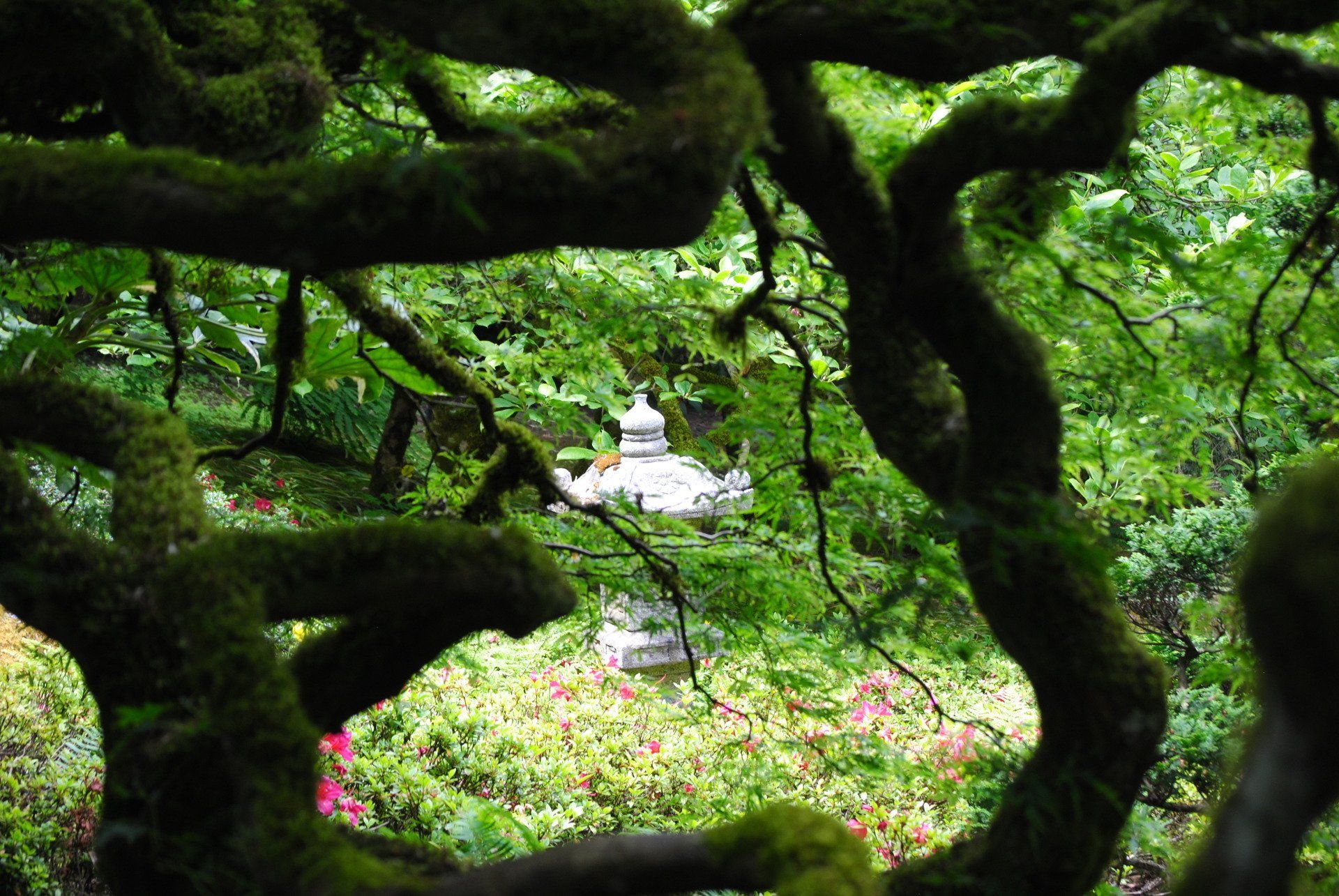 A tree with lots of branches covered in moss