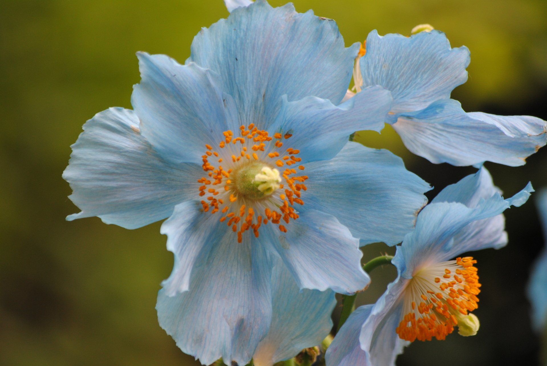 A close up of a blue flower with a yellow center