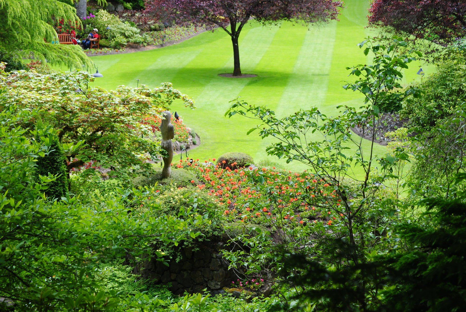 A lush green garden with a tree in the middle