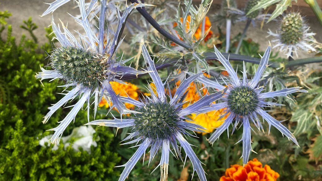 A bunch of flowers are growing in a garden.