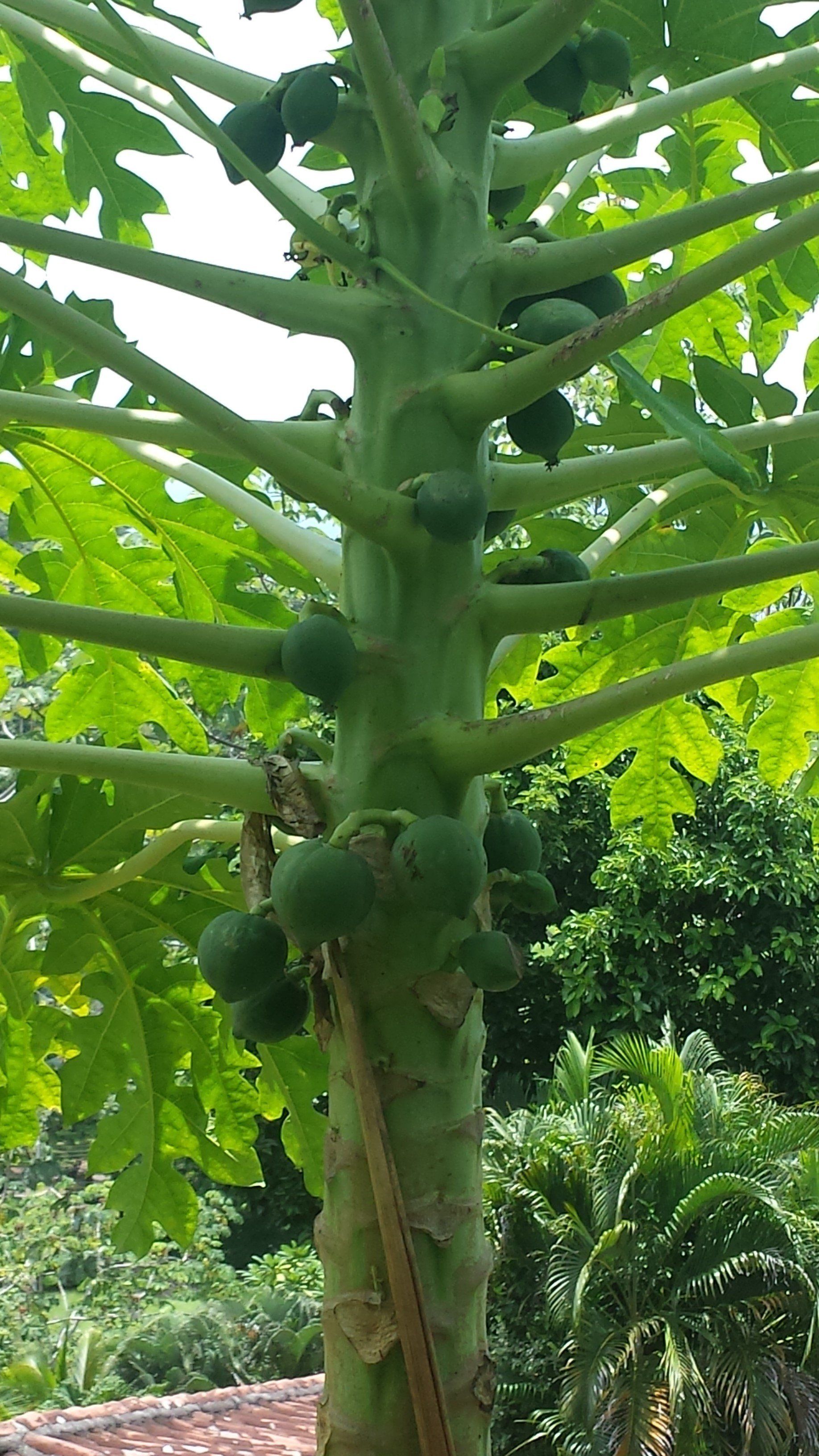 A papaya tree with lots of green fruits growing on it.