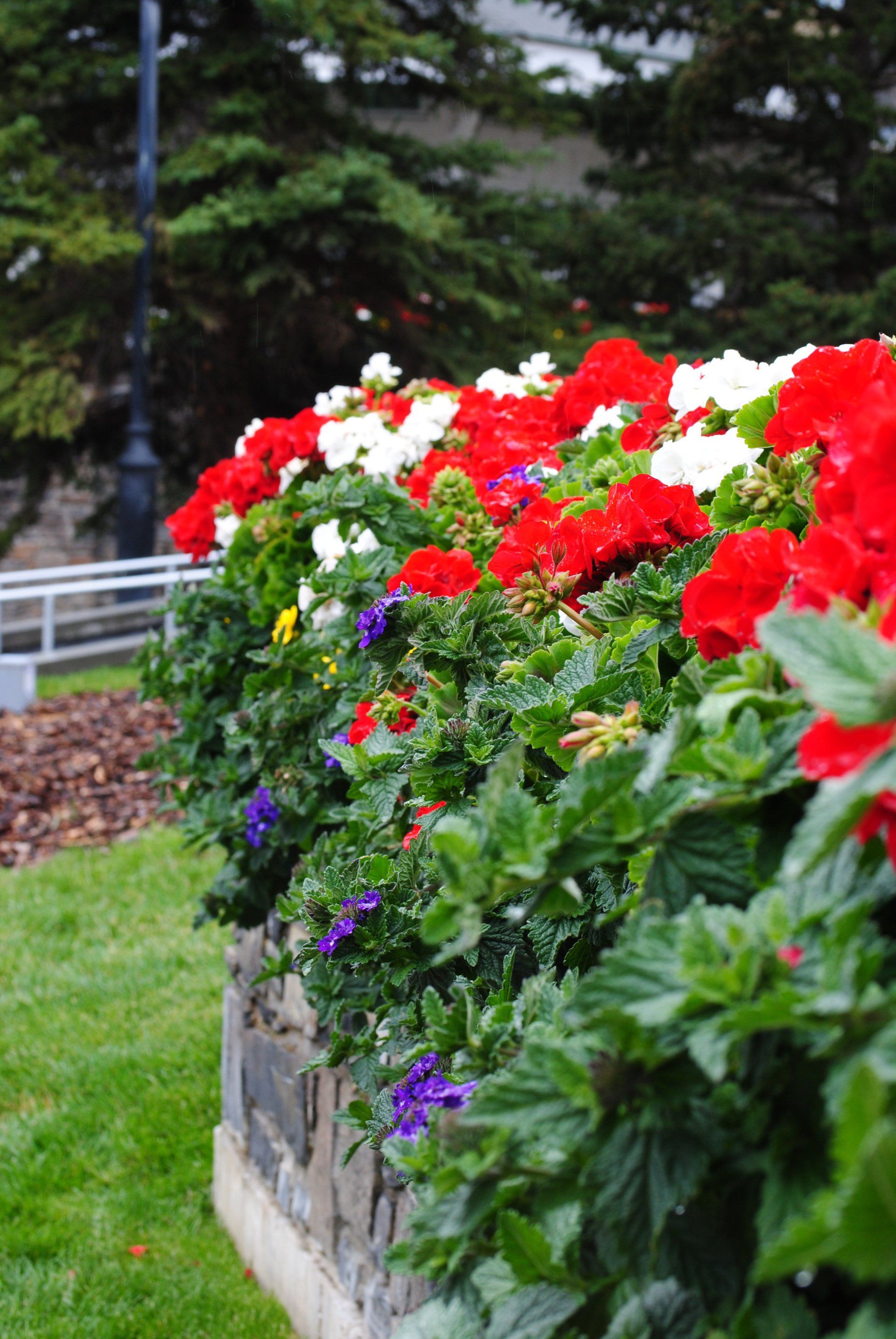 A row of red white and purple flowers in a garden