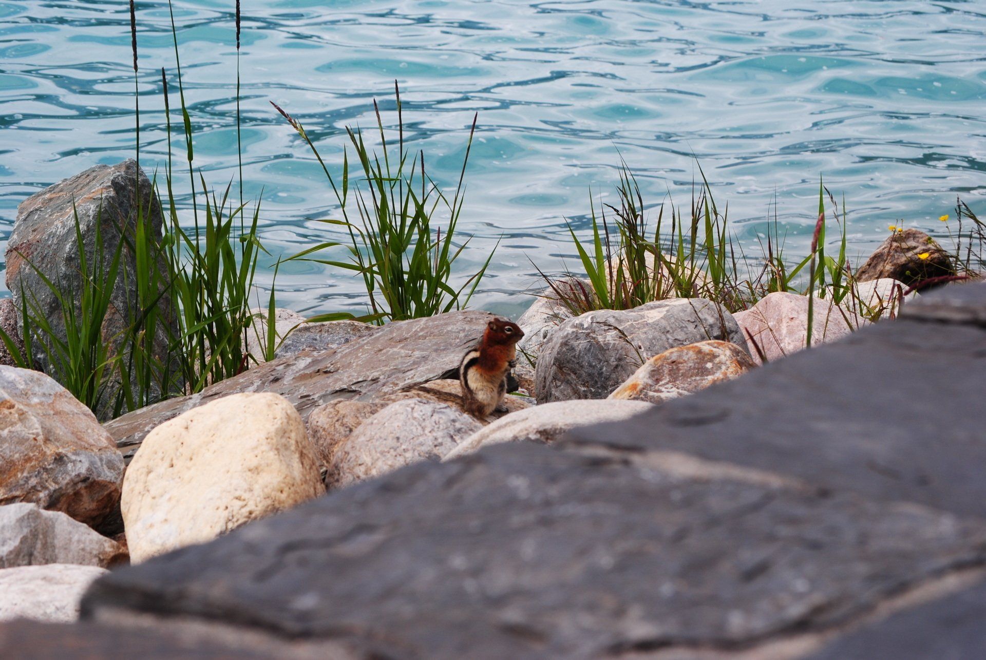 A bird is perched on a rock near a body of water.