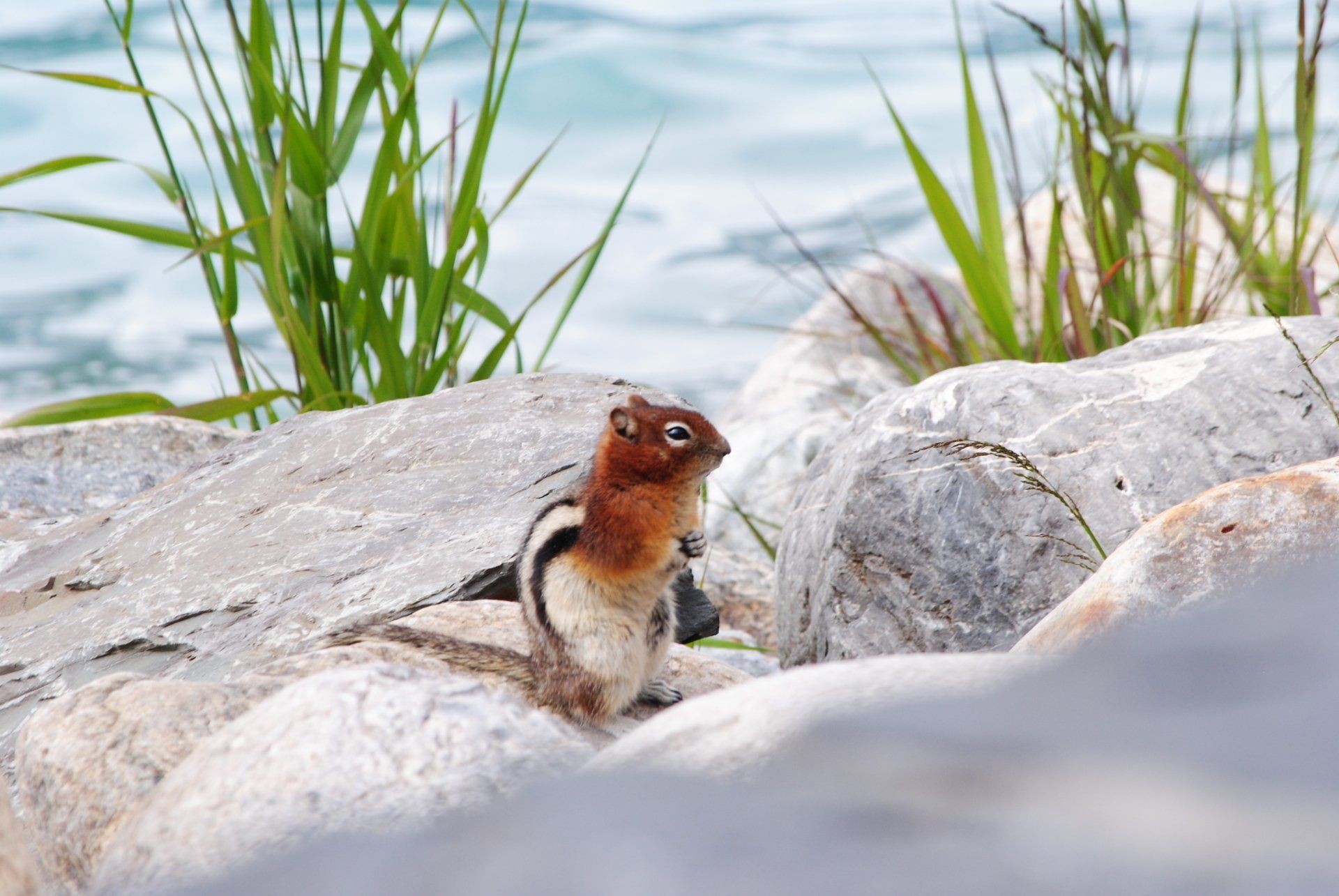 A chipmunk is standing on a rock near the water