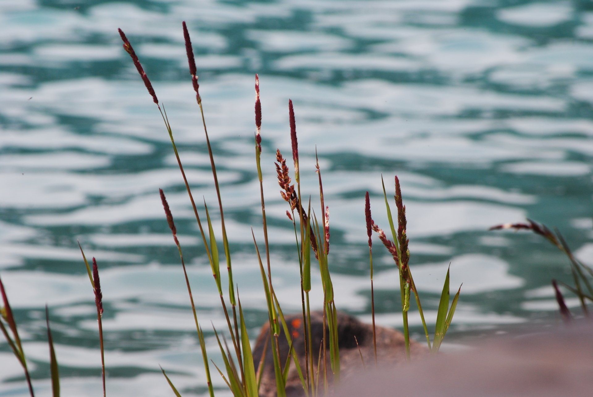A close up of a plant in front of a body of water