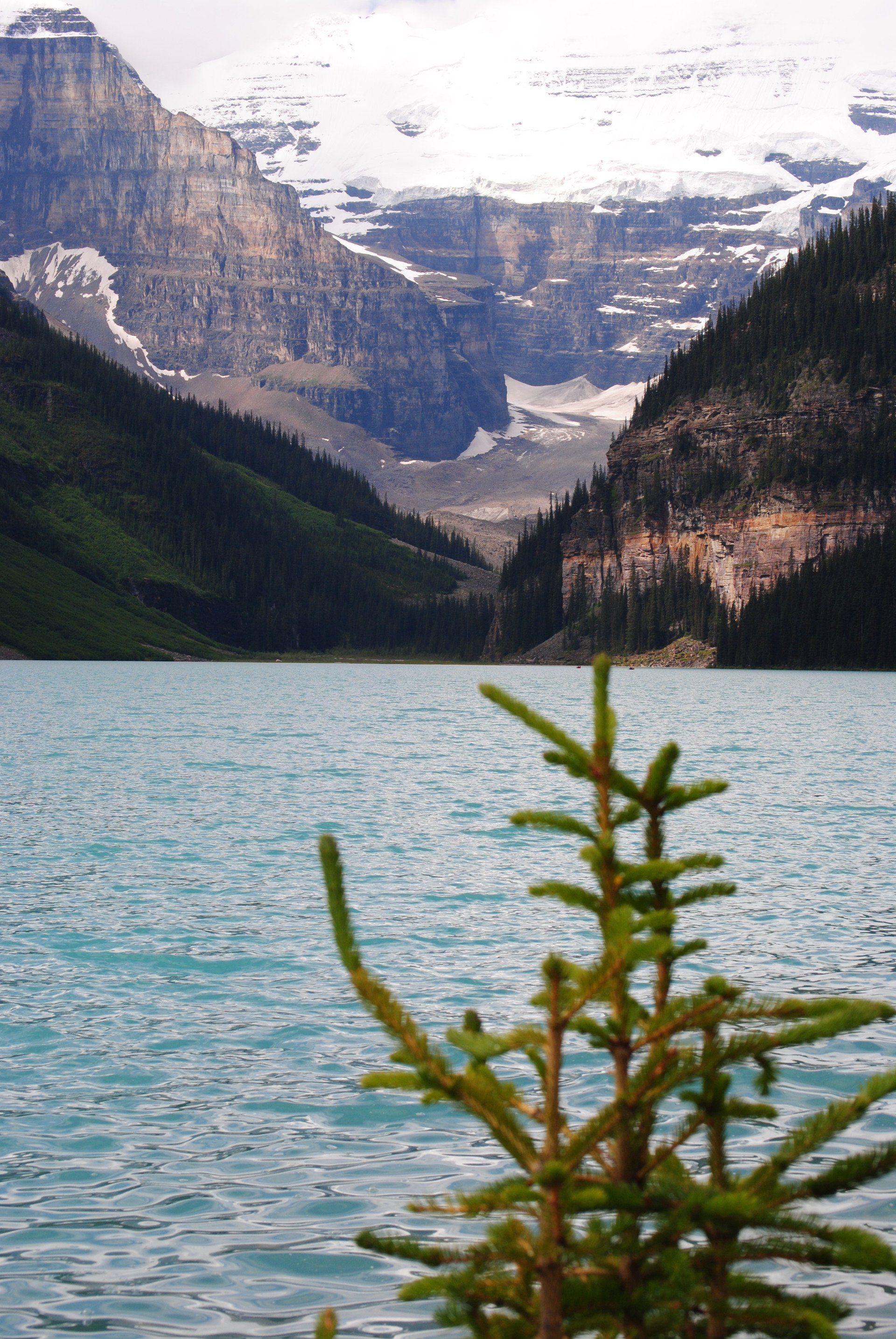 A lake with mountains in the background and a pine tree in the foreground.