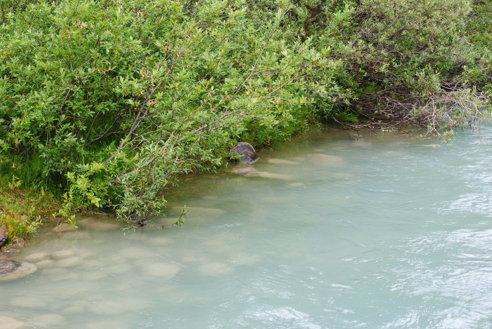 A turtle is swimming in a river surrounded by trees.