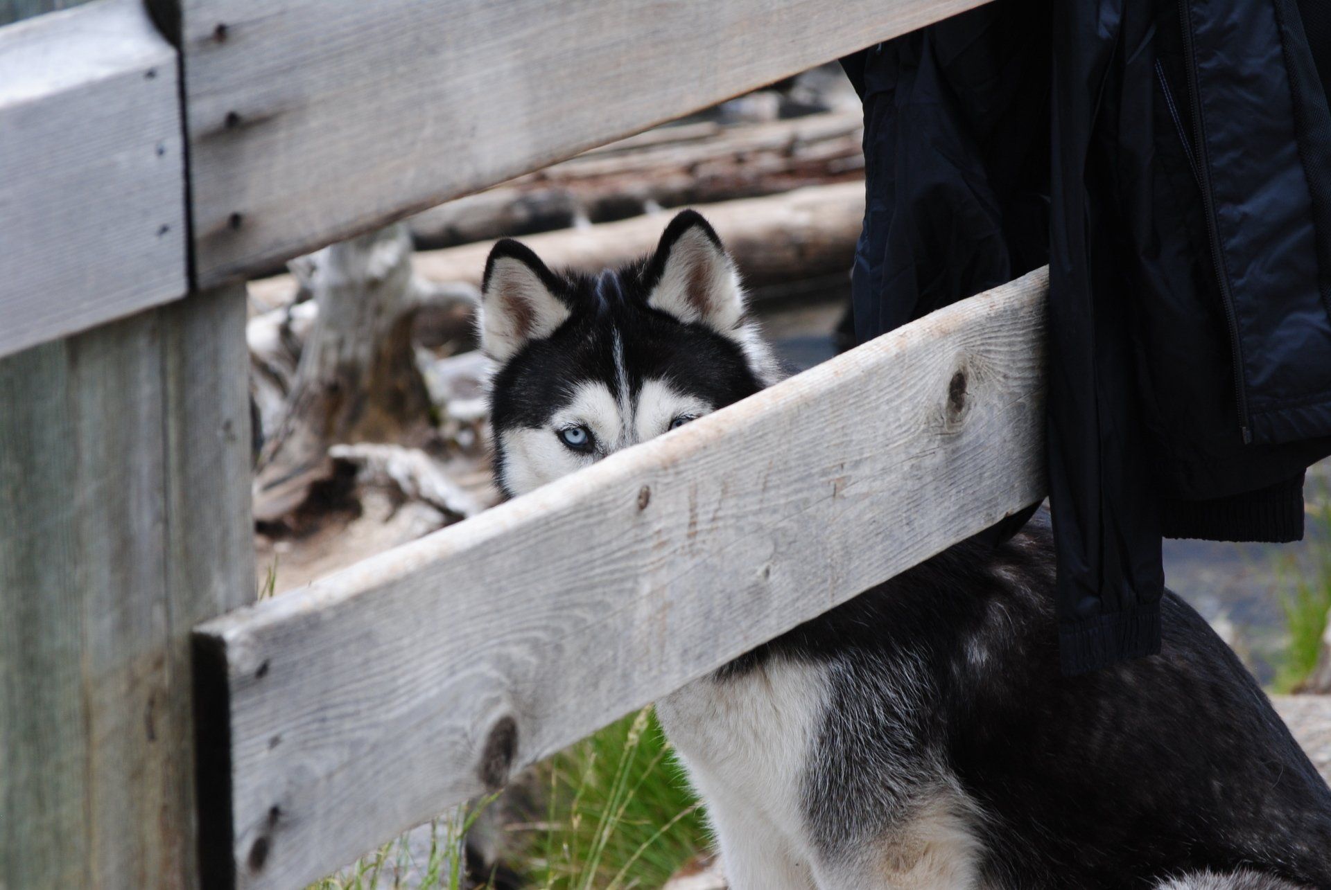 A husky dog is peeking over a wooden fence.