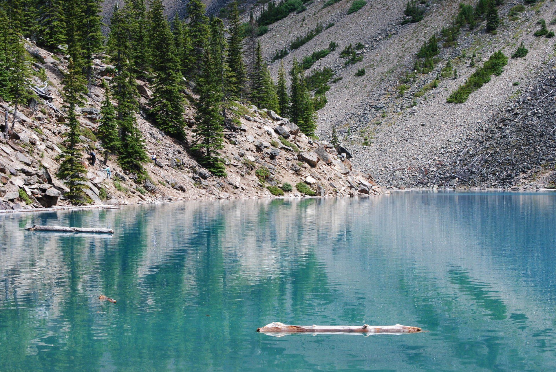 A tree branch is floating on top of a lake surrounded by trees.